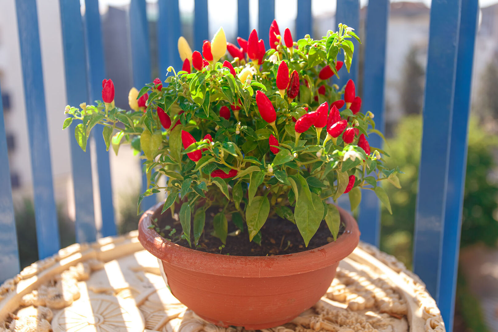 Chili steht am Balkon | Credit: iStock.com/Polina Sergeyeva