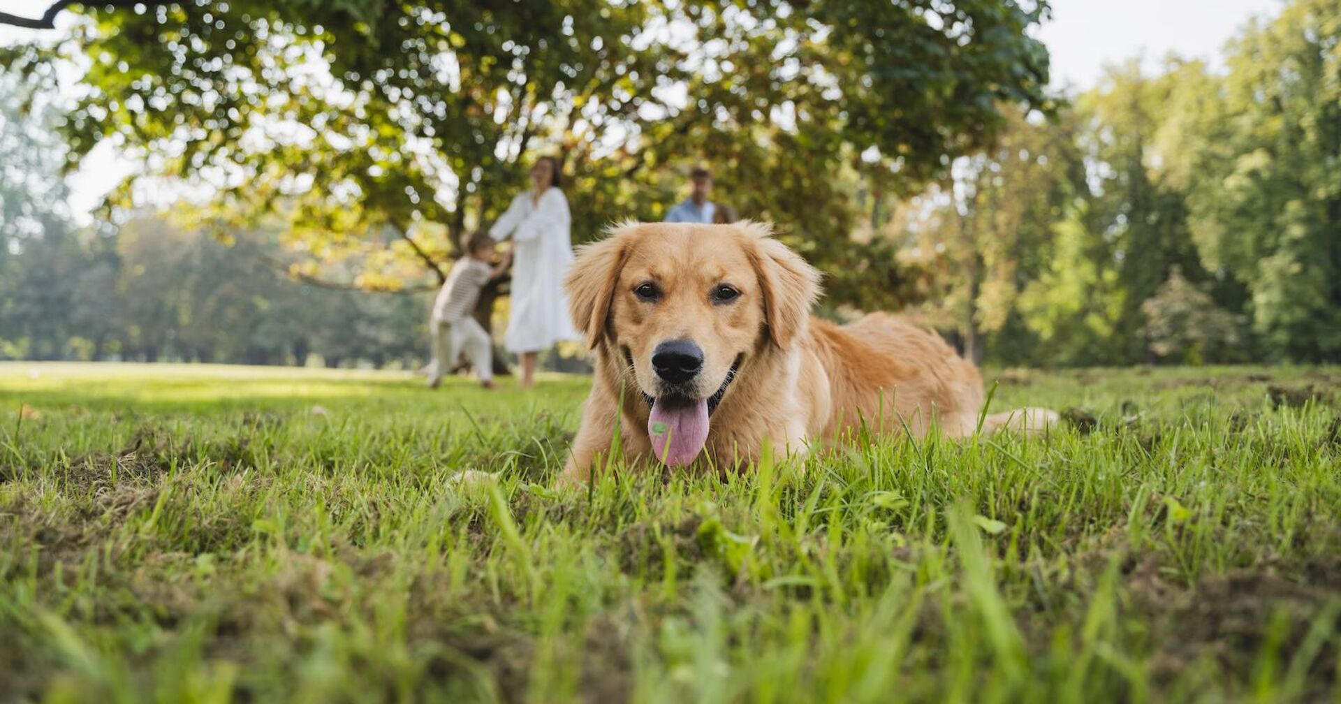 Ein Golden Retriever liegt in einer Wiese.