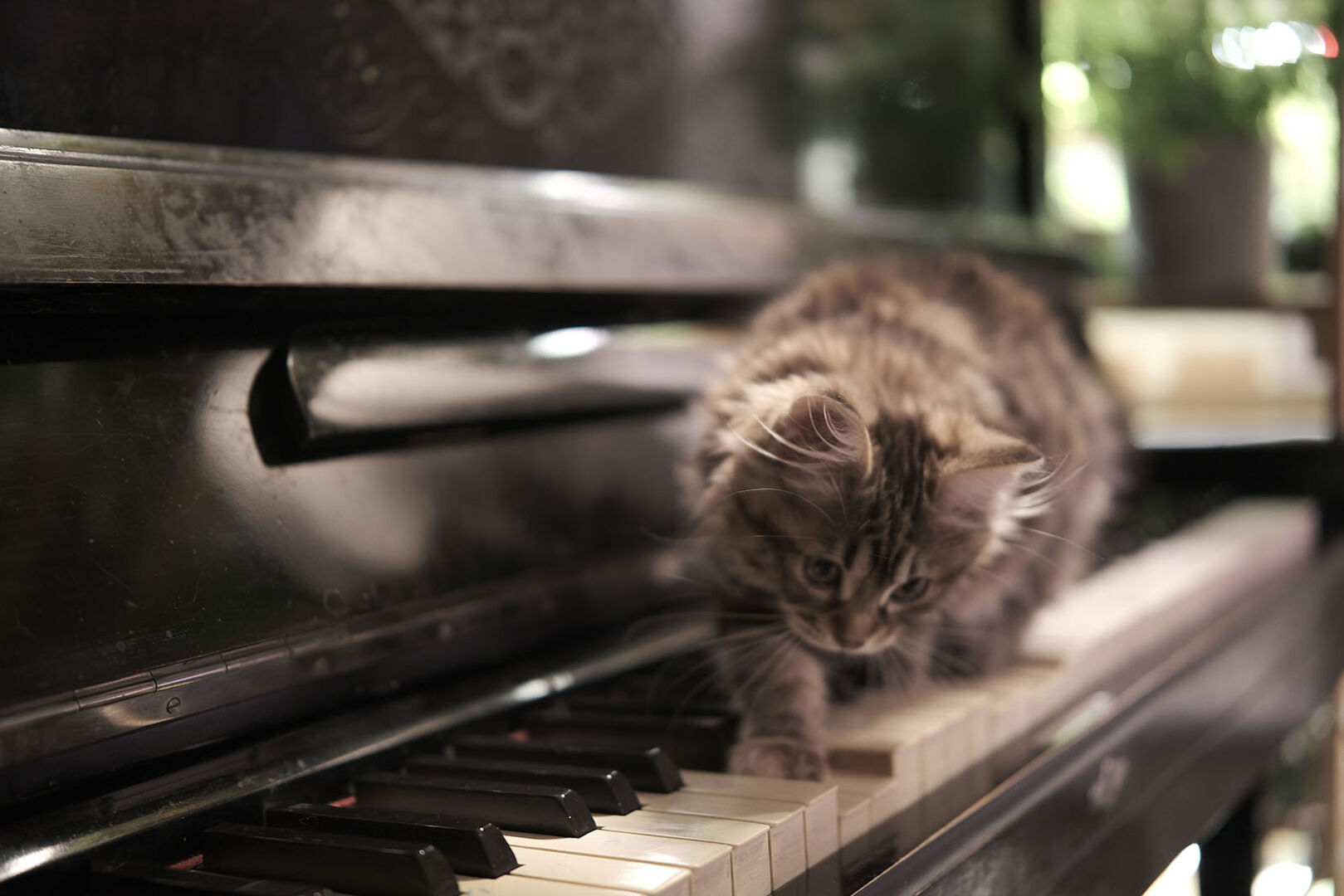 Katze sitzt am Klavier | Credit: iStock.com/maria zheleznova