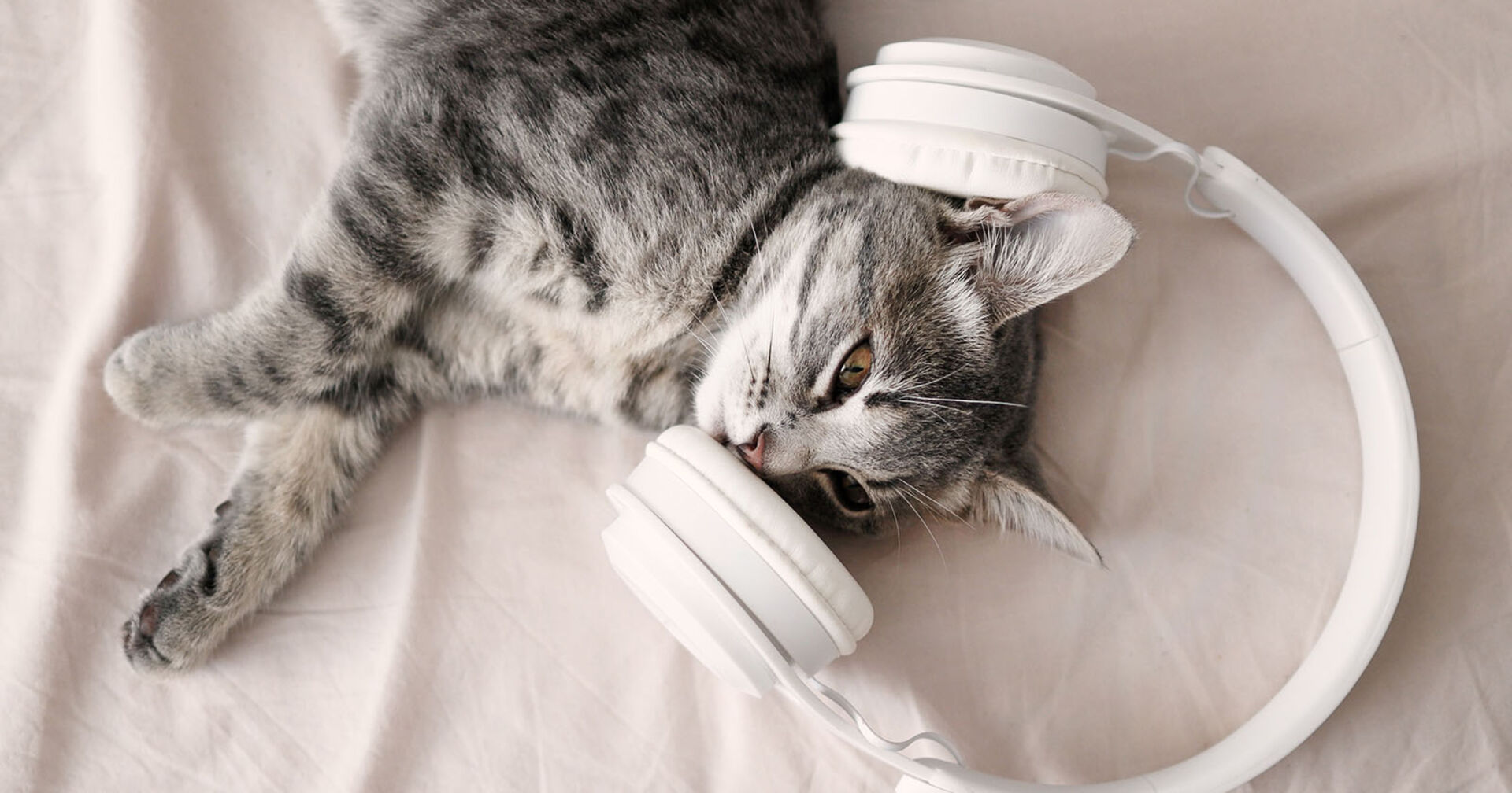Katze liegt mit Kopfhörer | Credit: iStock.com/Irina Shatilova