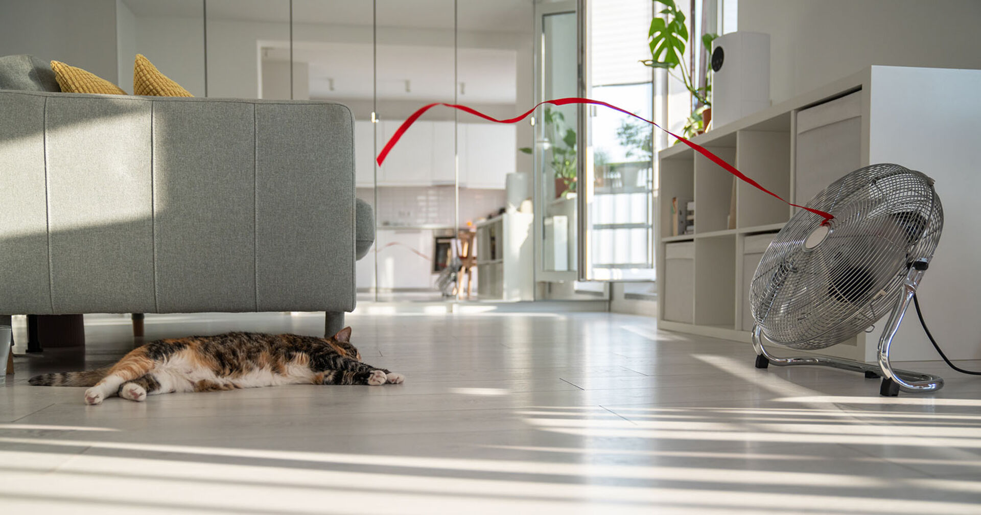 Katze liegt vor einem Ventilator | Credit: iStock.com/Dima Berlin