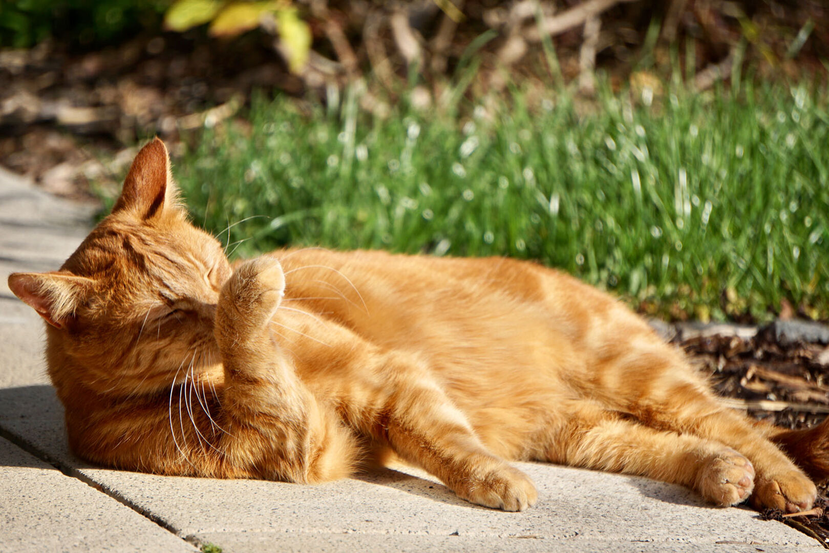 Katze liegt in der Sonne | Credit: iStock.com/Liudmila Kiermeier
