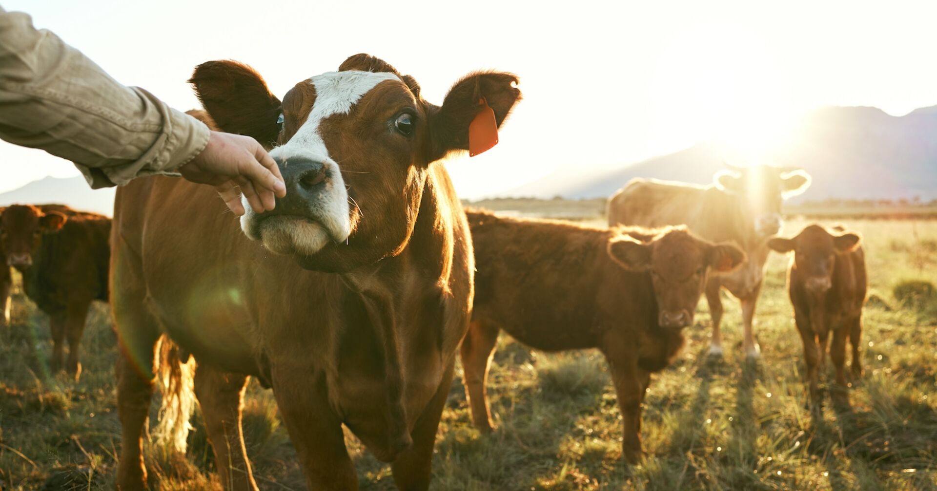 Eine Person reckt einer Kuh auf einer Wiese die Hand entgegen, die Kuh schnuppert