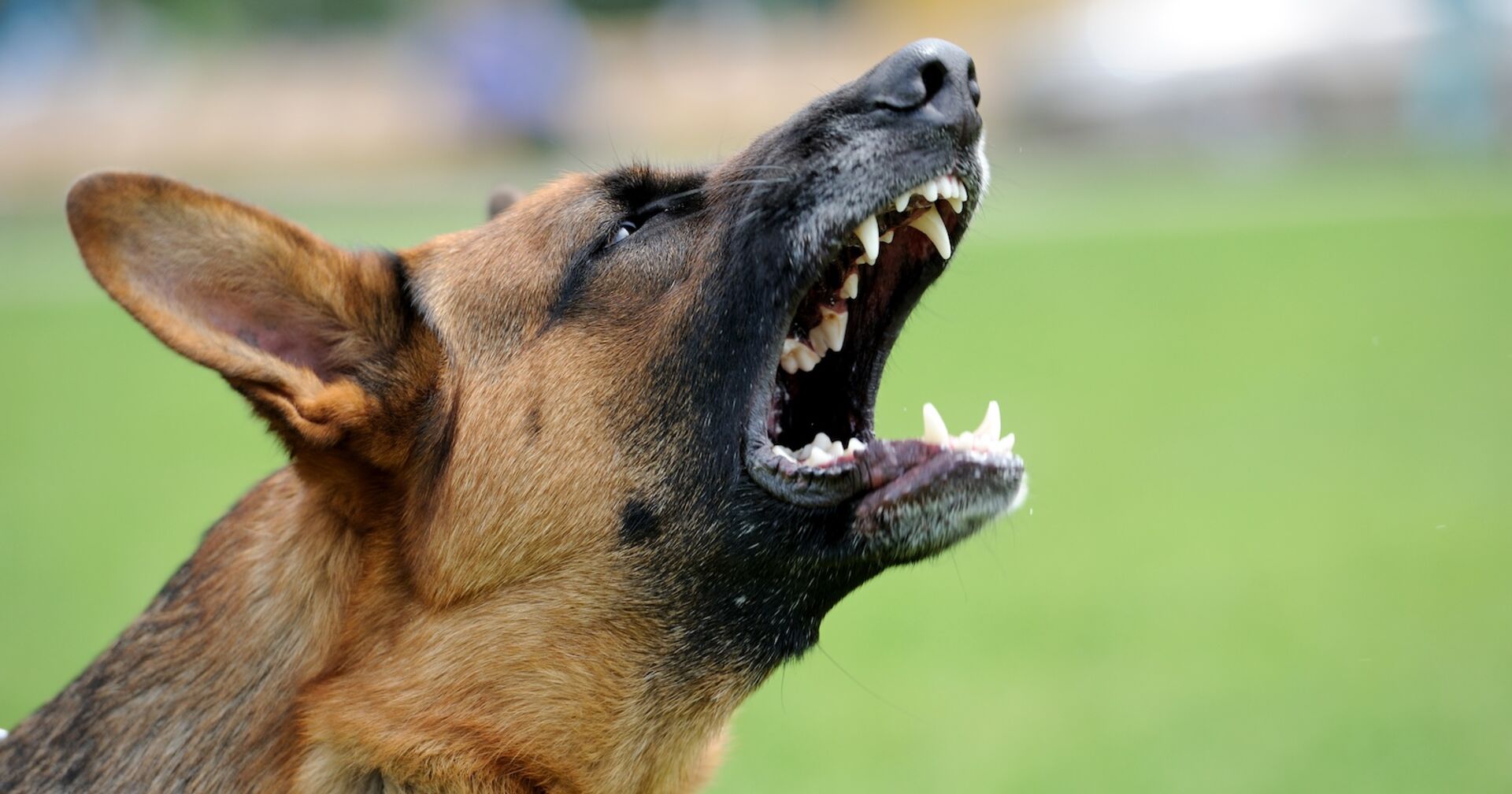 Schäferhund reißt bedrohlich das Maul auf