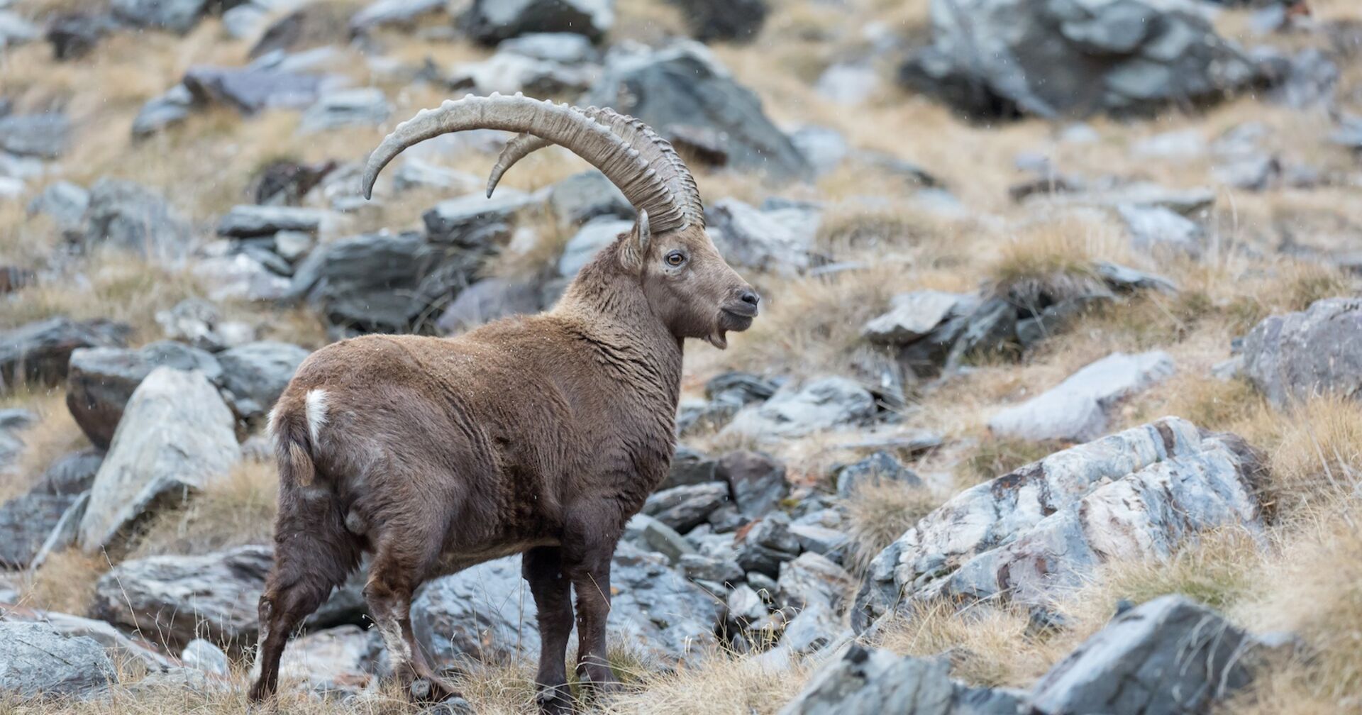 Steinbock in den Bergen