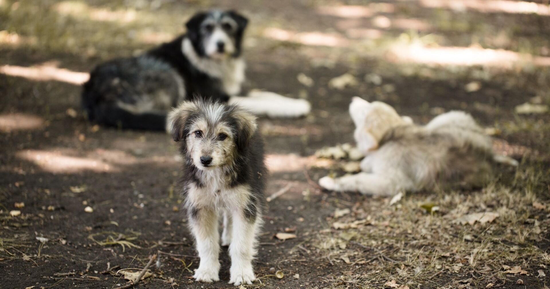 Drei ausgesetzte Hunde im Freien