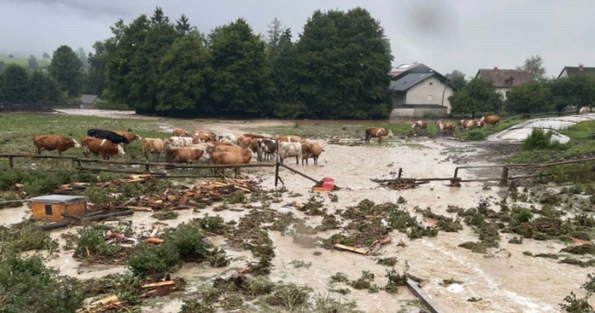 Überflutete Weide mit Kühen.