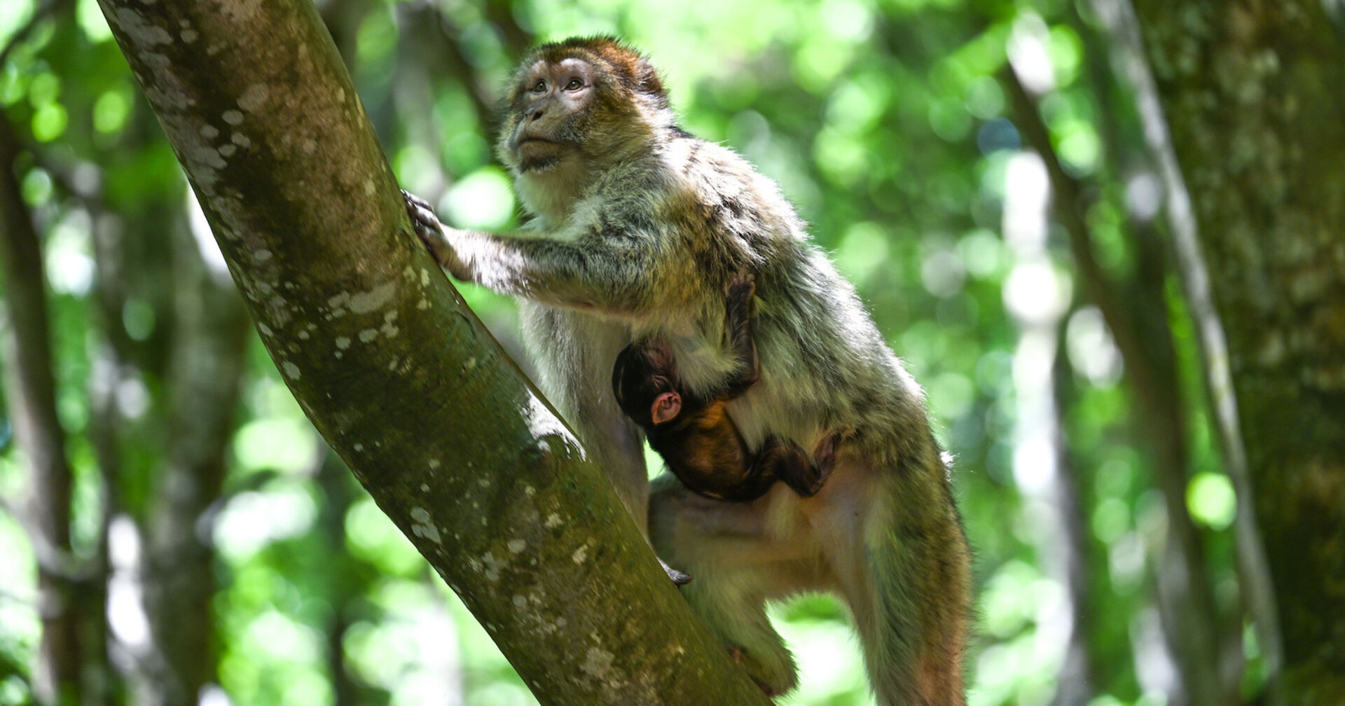 Affenweibchen mit Baby auf einem Bum