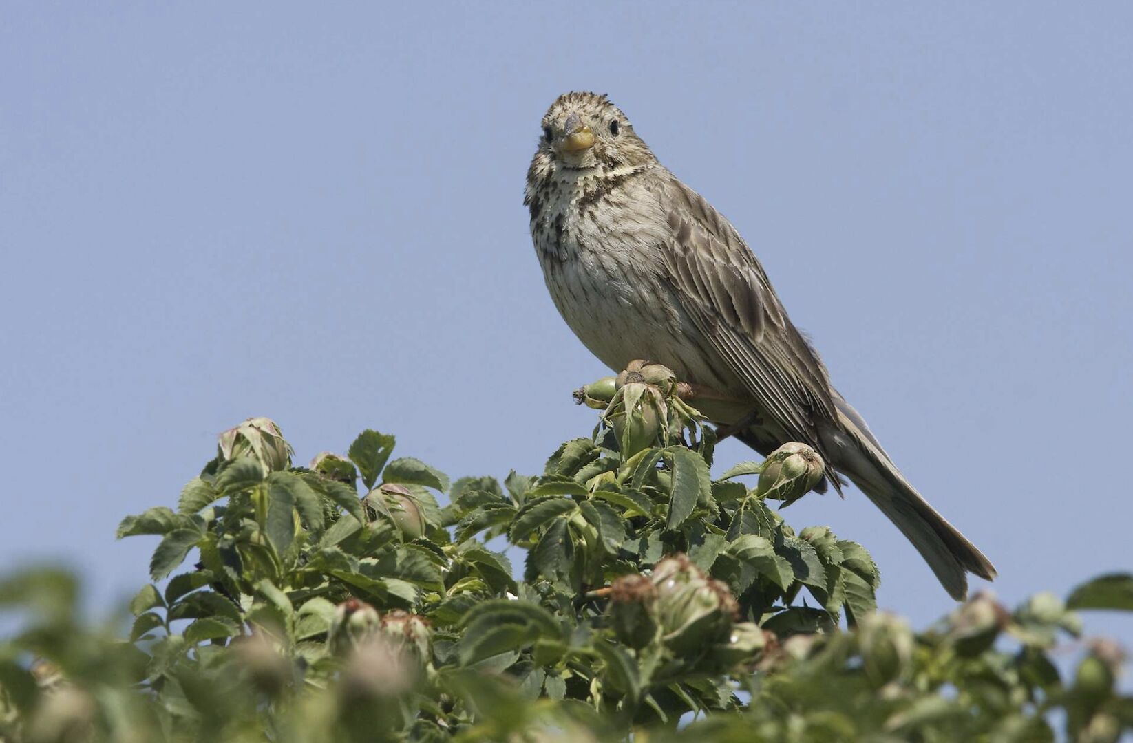 Vogel sitzt oben auf einem Baum