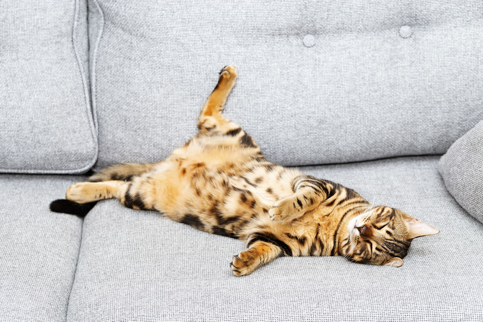 Katze zeigt ihren Bauch | Credit: iStock.com/yrabota