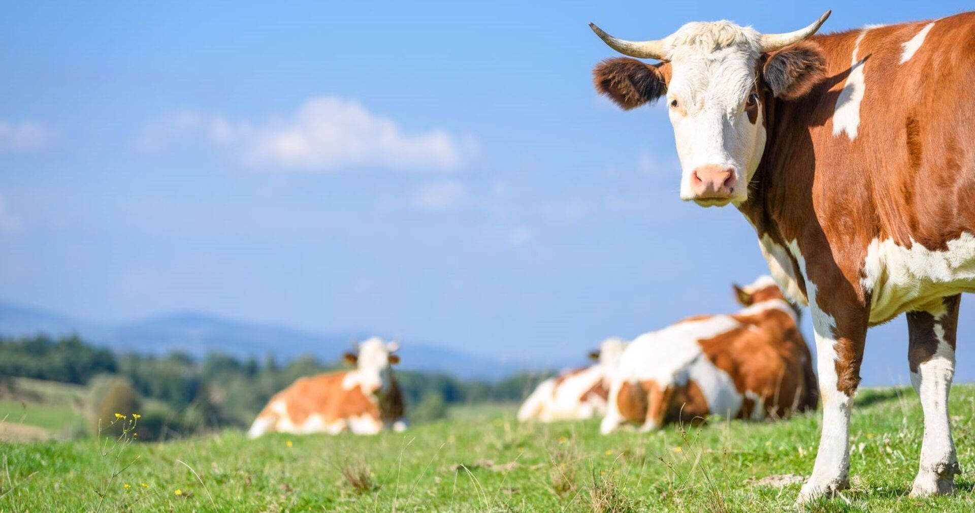 Drei Kühe auf einer Weide auf der Alm.