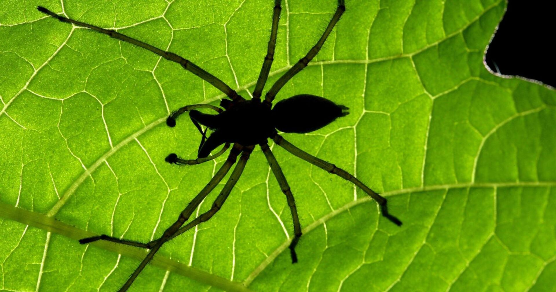 Der Schatten einer Dornfinger-Spinne auf einem Blatt.