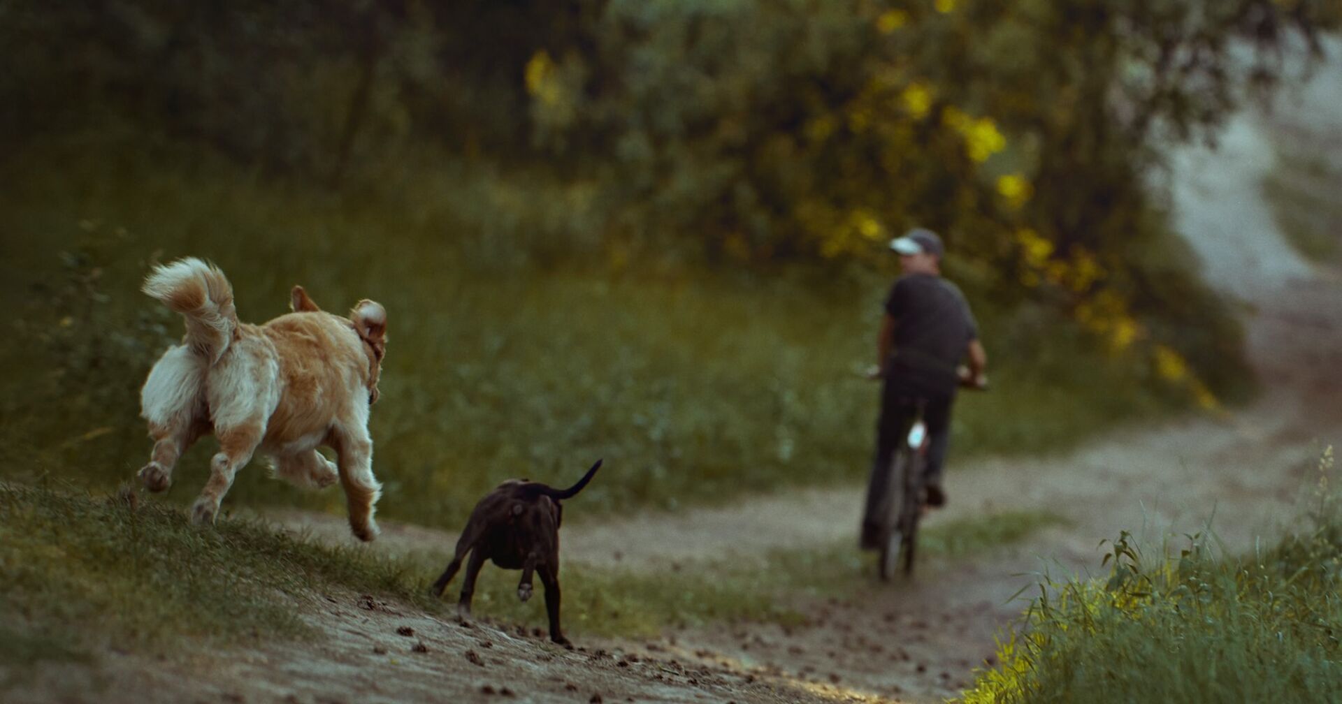 Ein Radfahrer wird von zwei Hunden verfolgt.