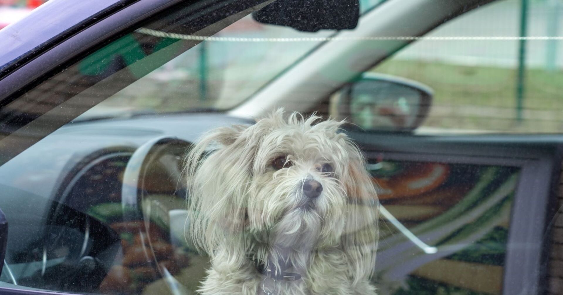 Kleiner Hund in einem versperrten Auto
