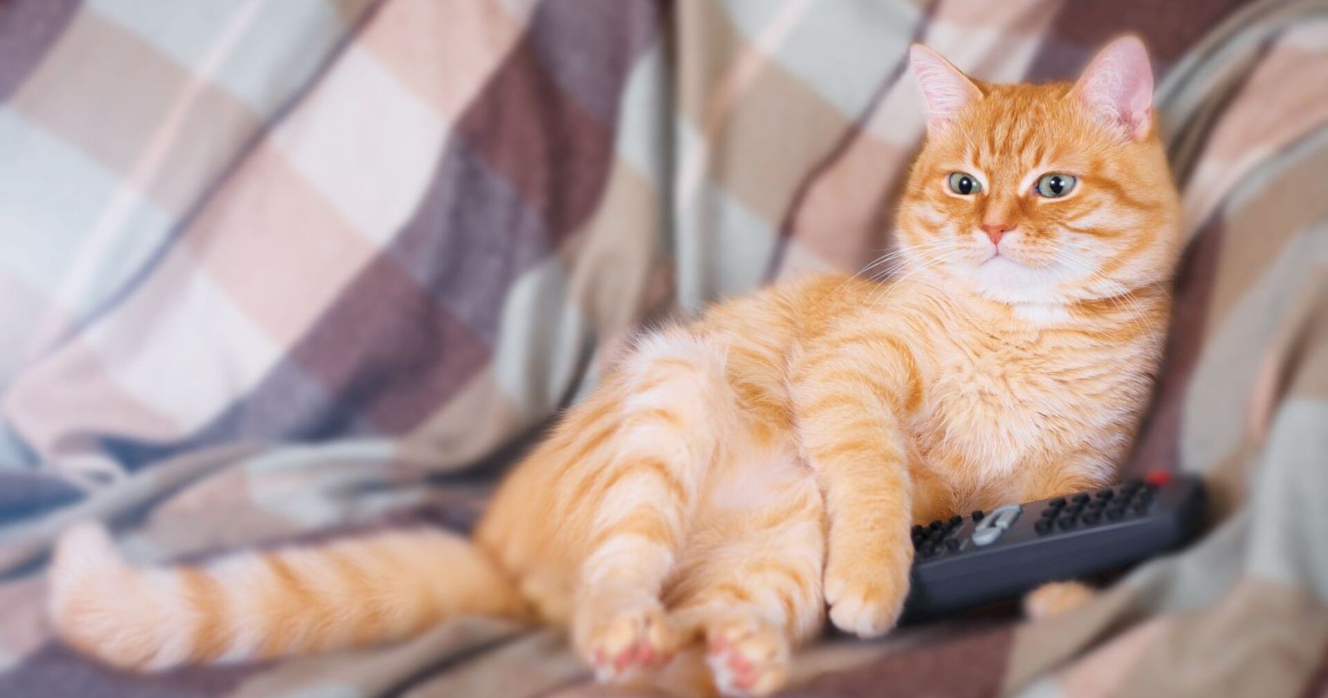 Eine Katze liegt auf der Couch und schaut TV.