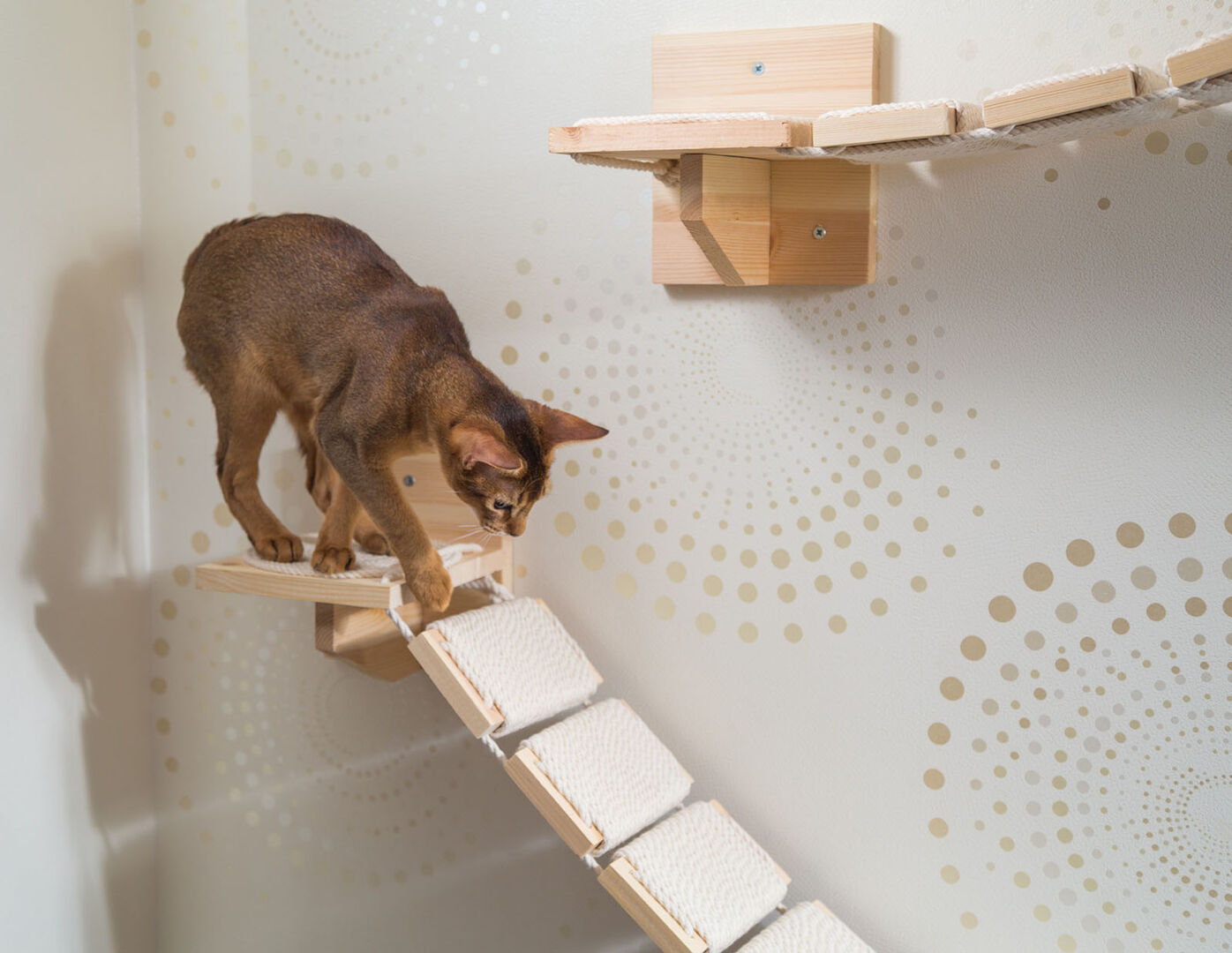 Katze auf Hängematte | Credit: iStock.com/Tatanata