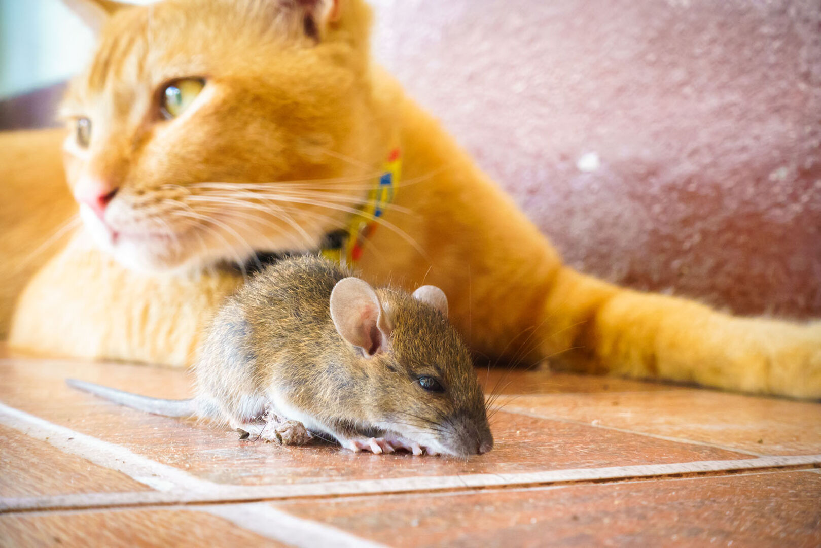 Katze und Maus sitzen zusammen | Credit: iStock.com/thawornnurak