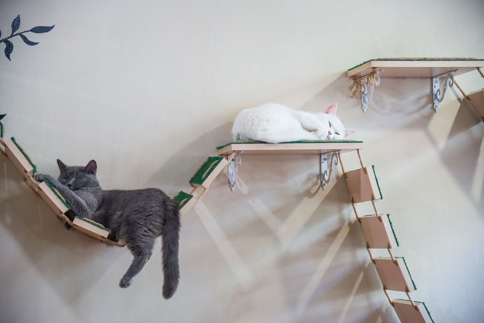 Zwei Katzen an der Kletterwand | Credit: iStock.com/kornyeyeva