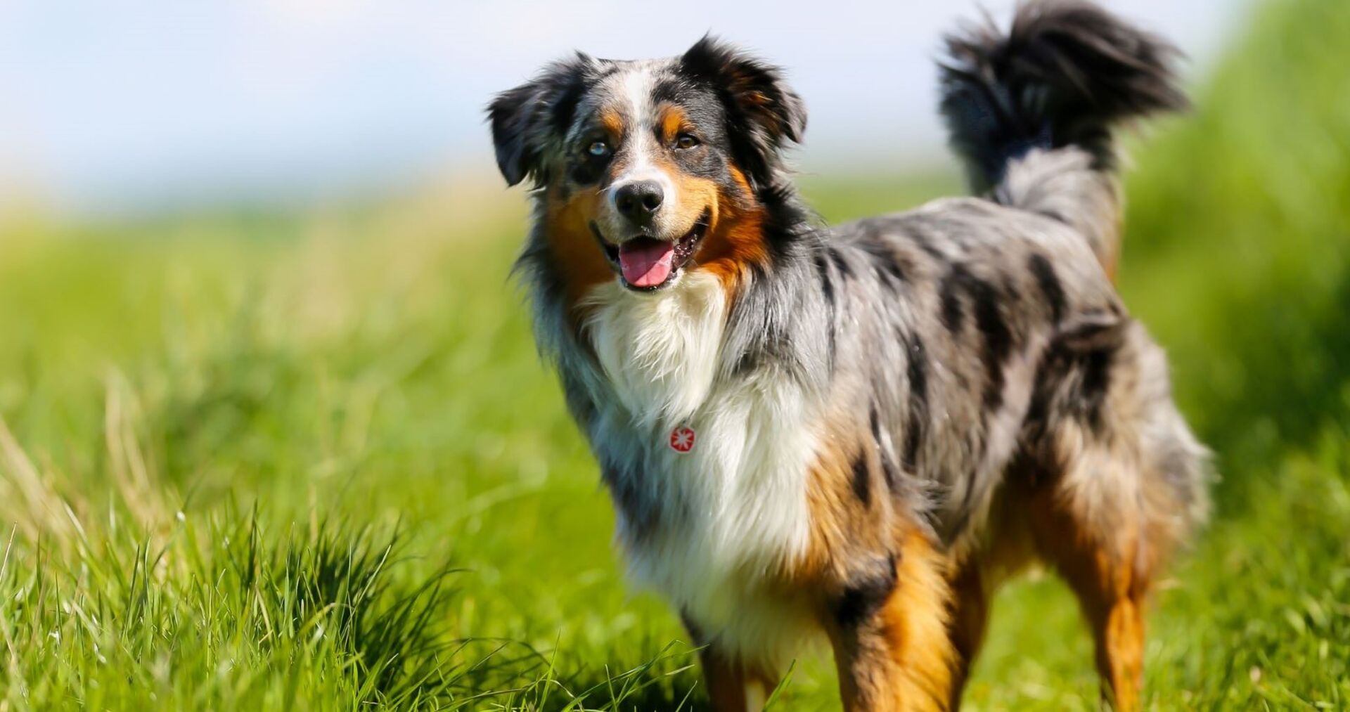 Ein Australian Shepherd steht in einer Wiese.