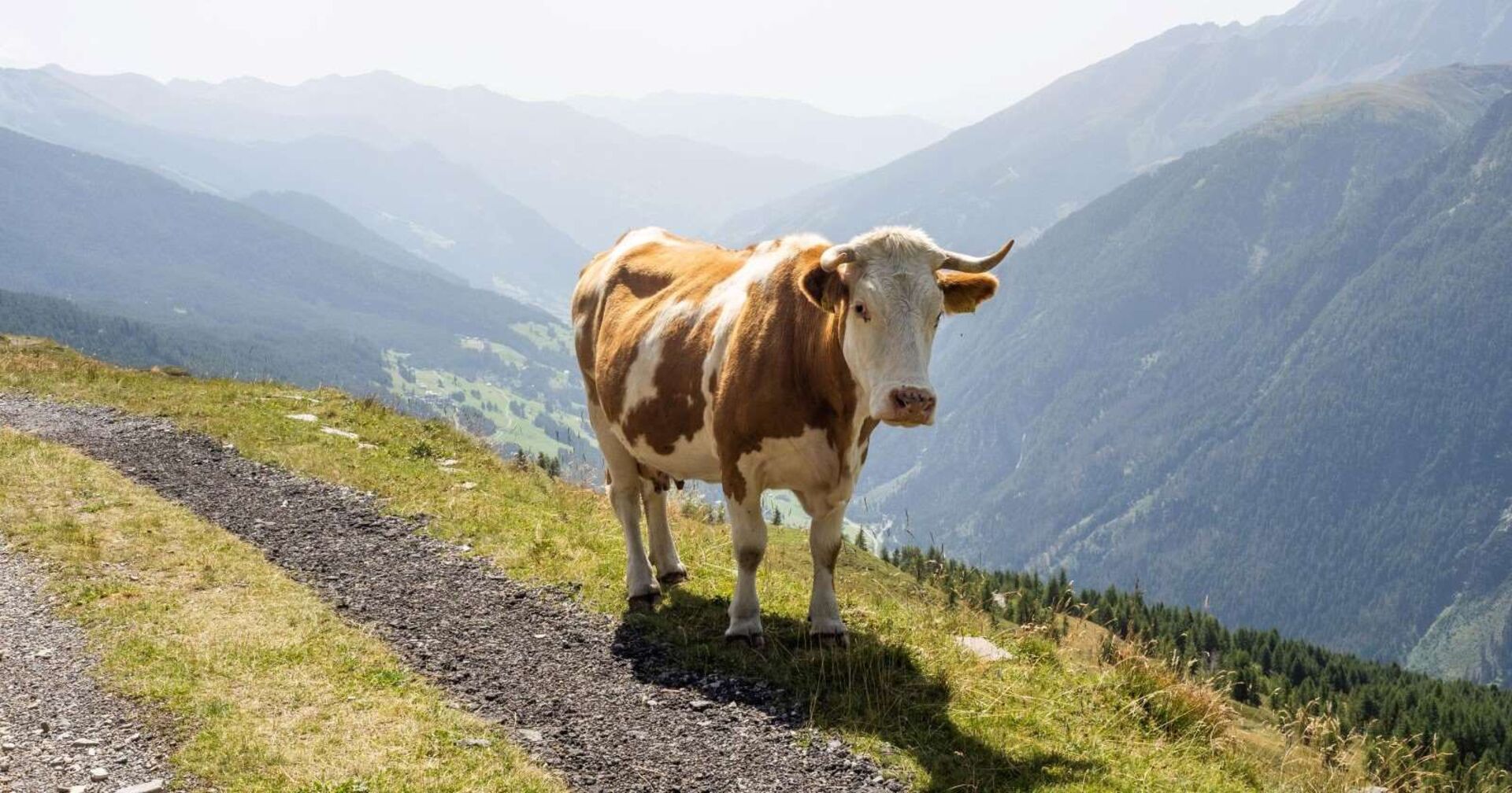 Ein Kuh steht einsam auf einem Wanderweg.