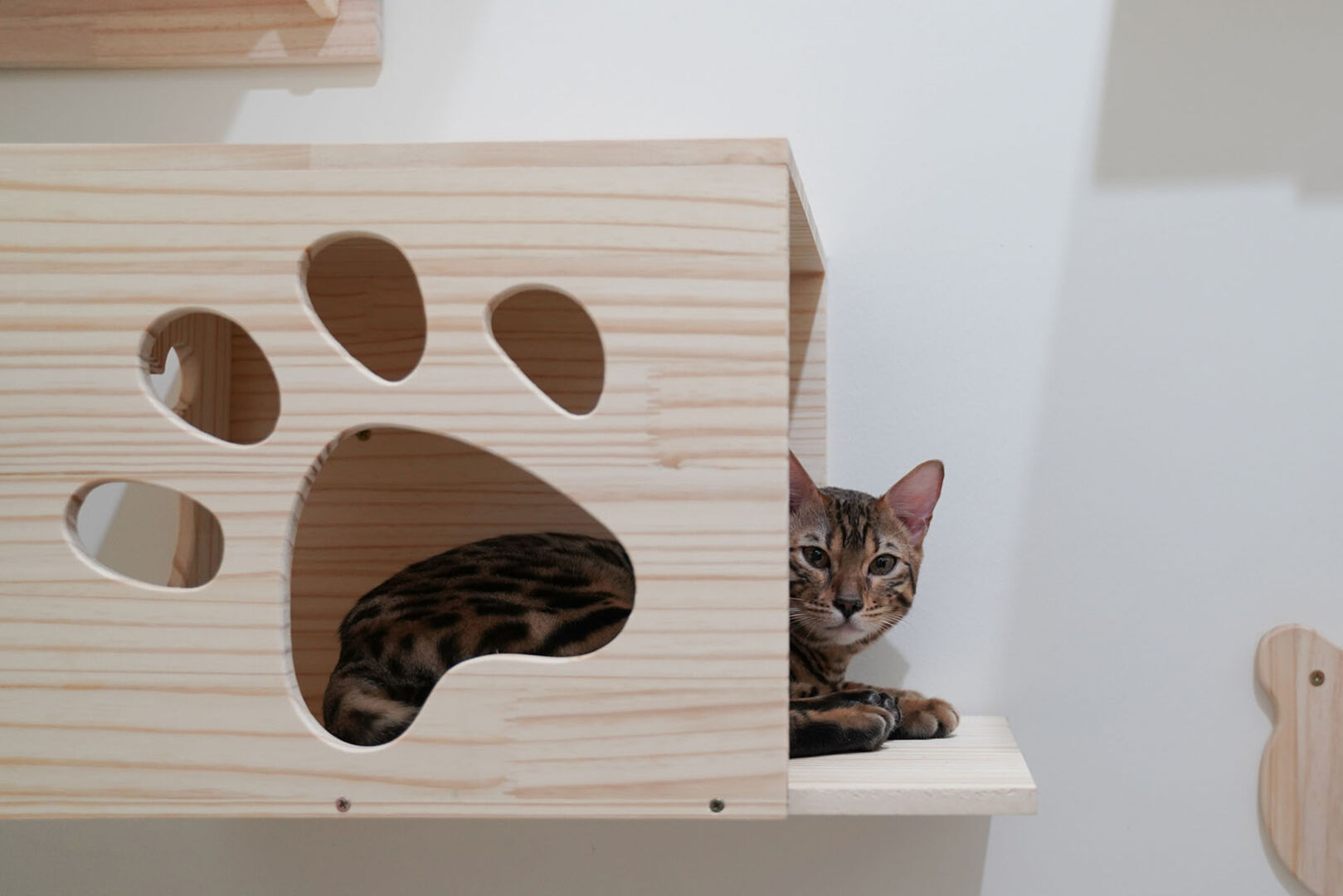 Katze kuschelt im Haus an der Wand | Credit: iStock.com/holydude