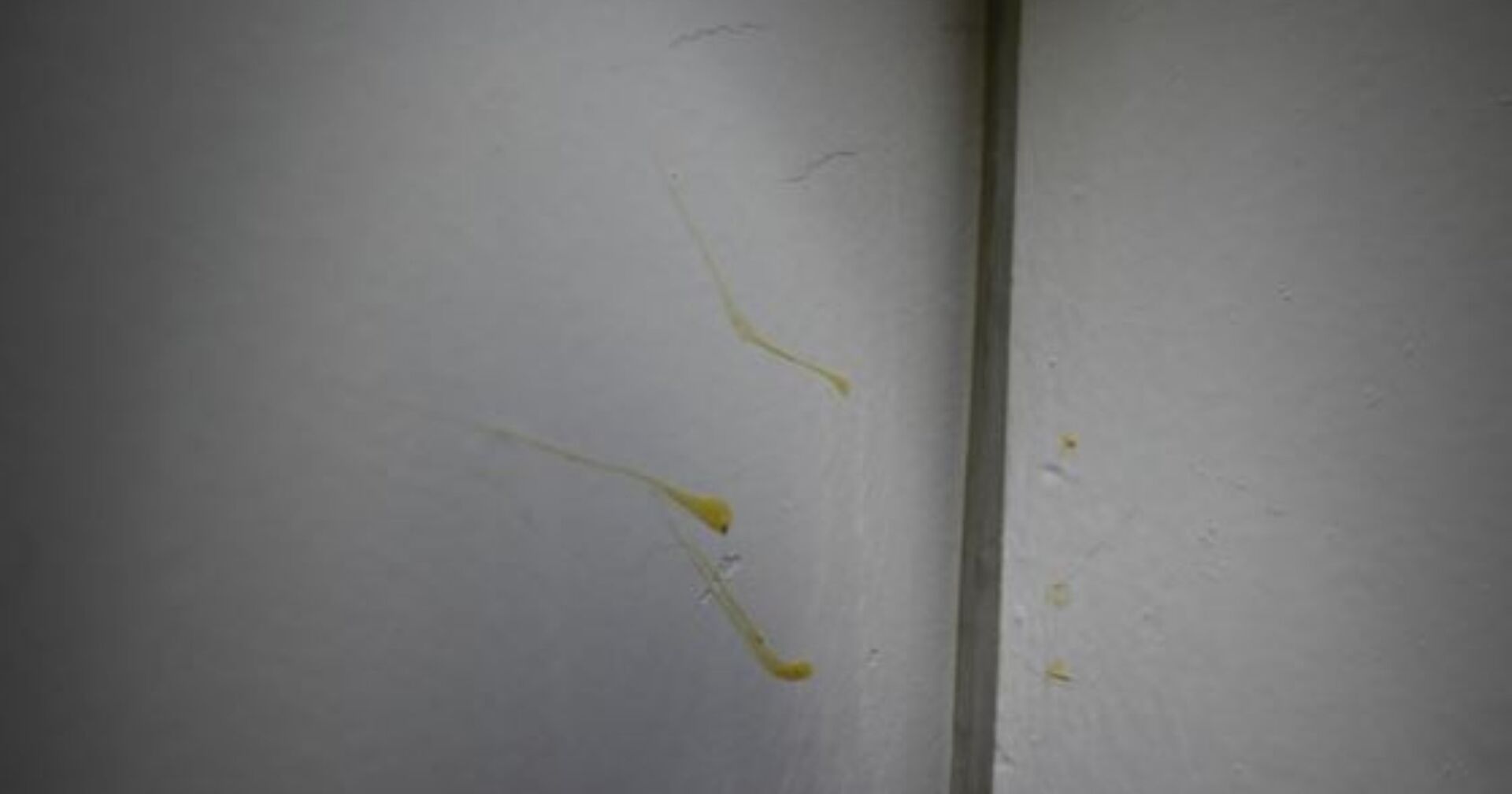 einbruchsspuren an einer Tür mit Säure