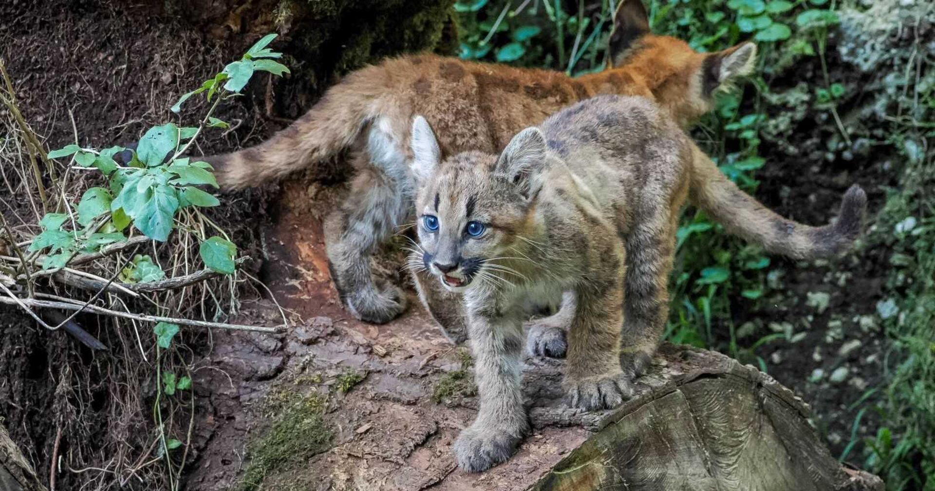 Zwei der drei Puma-Babys in Salzburg