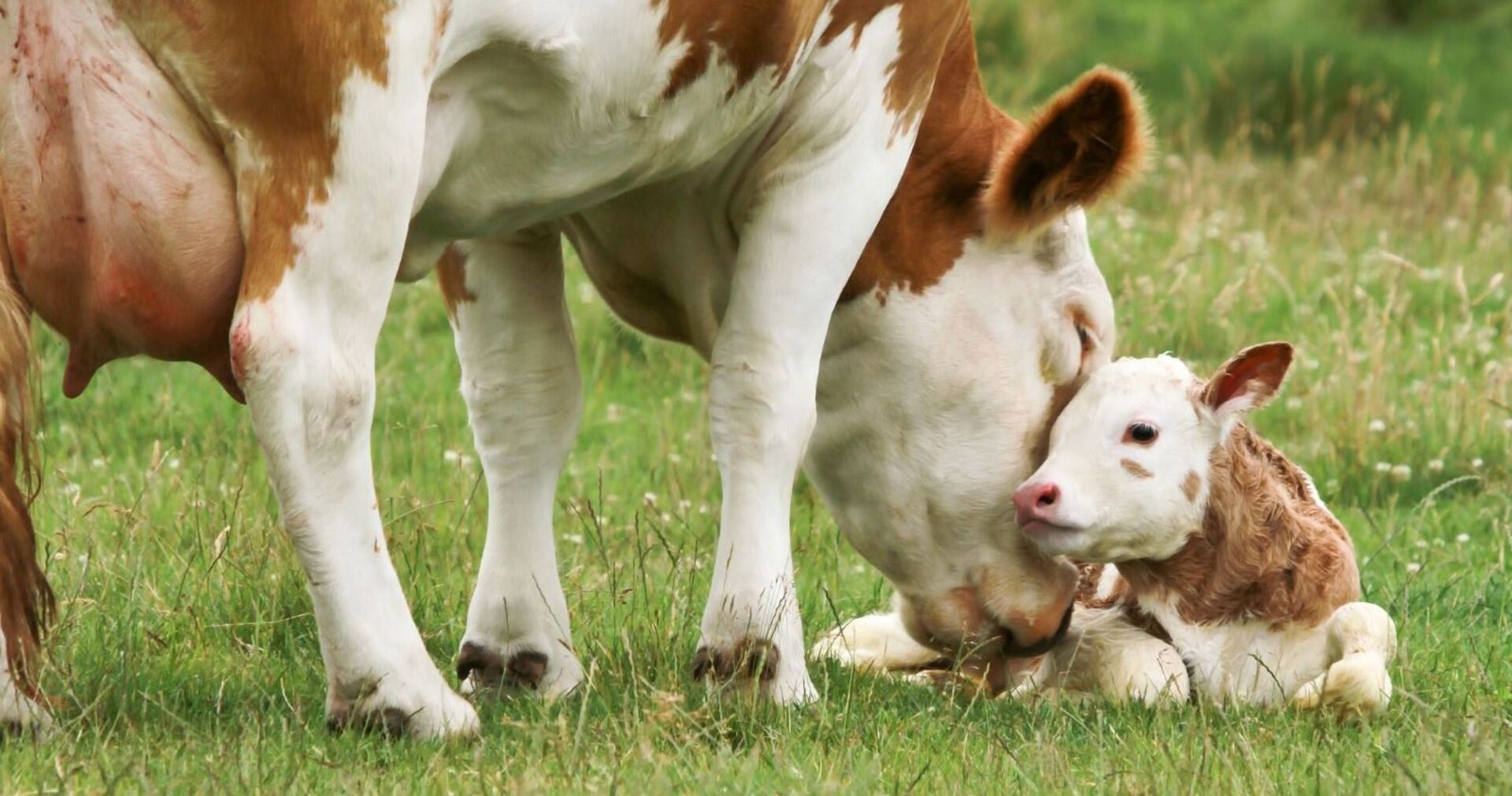 Ein Kuh mit ihrem Kalb auf der Wiese.