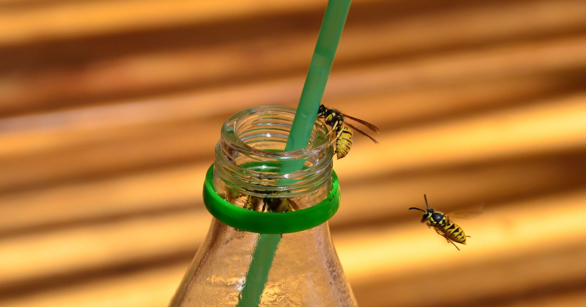 Wespen fliegen in eine Flasche.
