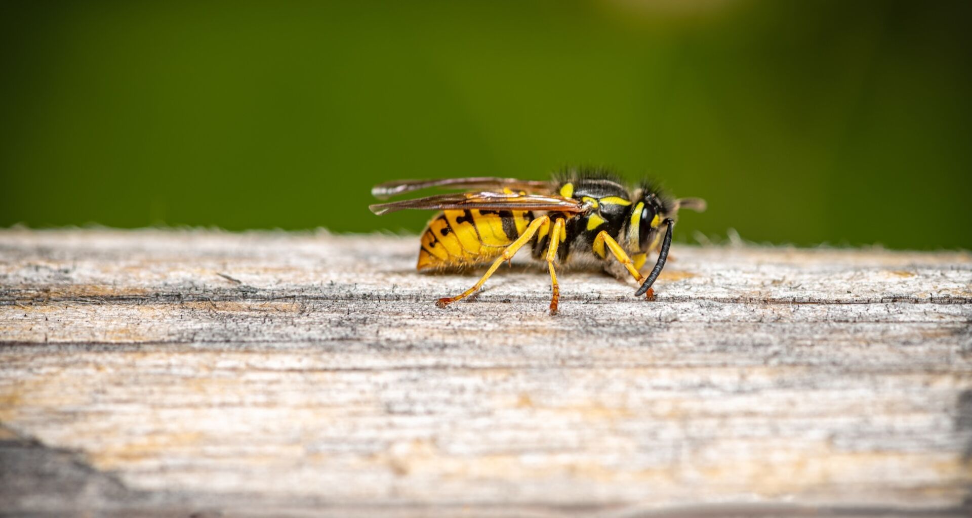 Wespe sitzt auf einem Baumstamm
