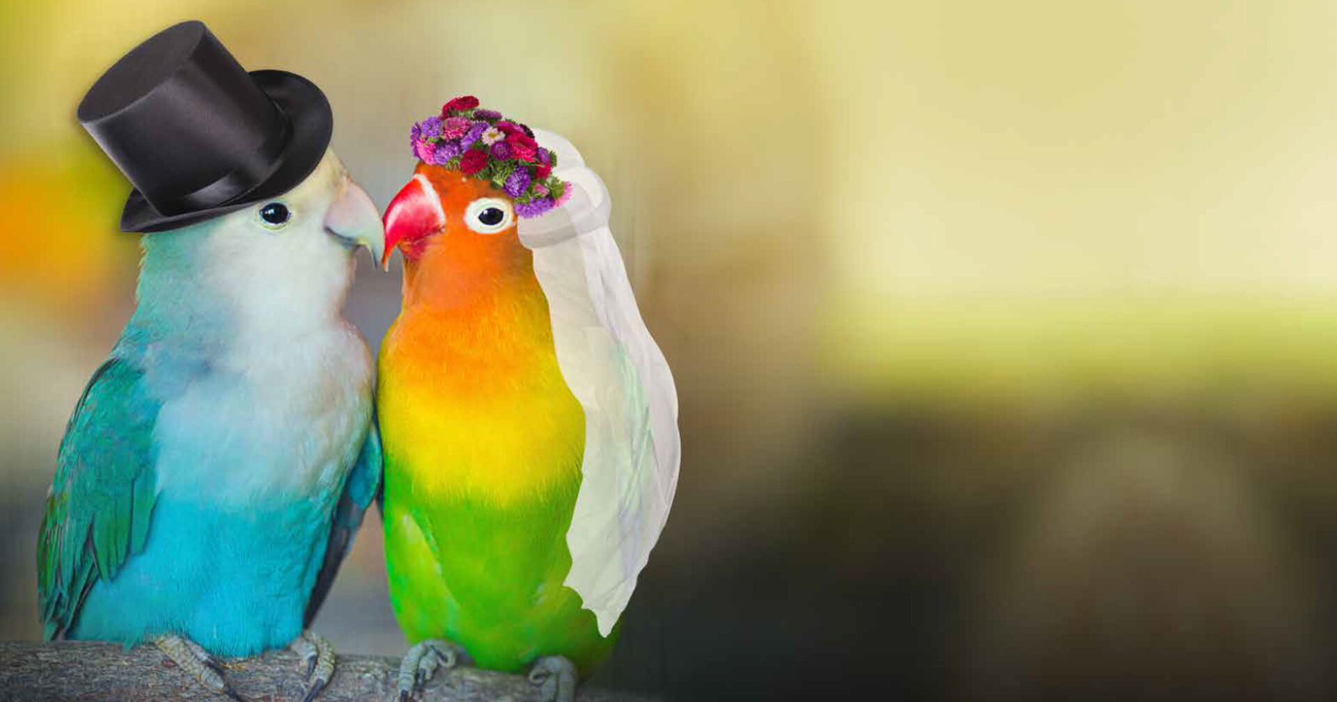 Papageienart Unzertrennliche als Brautpaar