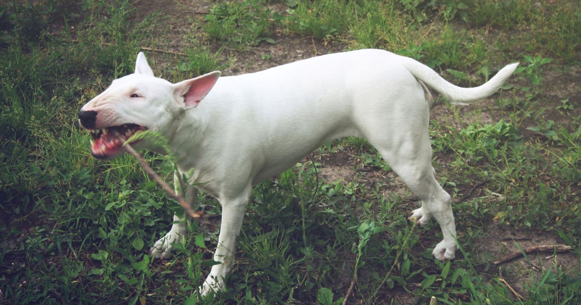 Weißer englischer Bullterrier bellt aggressiv