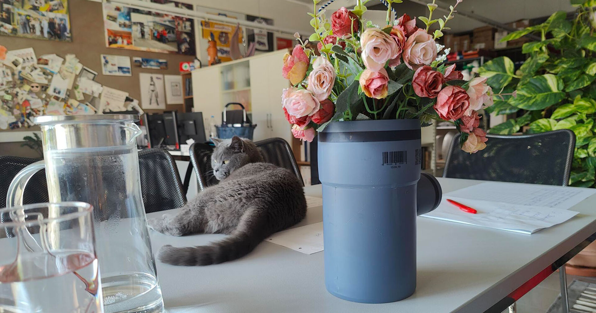 Katze liegt auf dem Tisch | Credit: Lilli Platzer