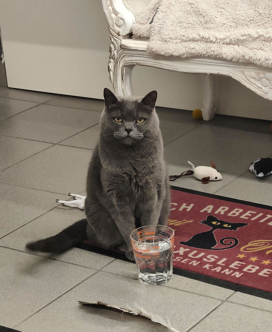 Katze sitzt vor Wasserglas | Credit: Lilli Platzer