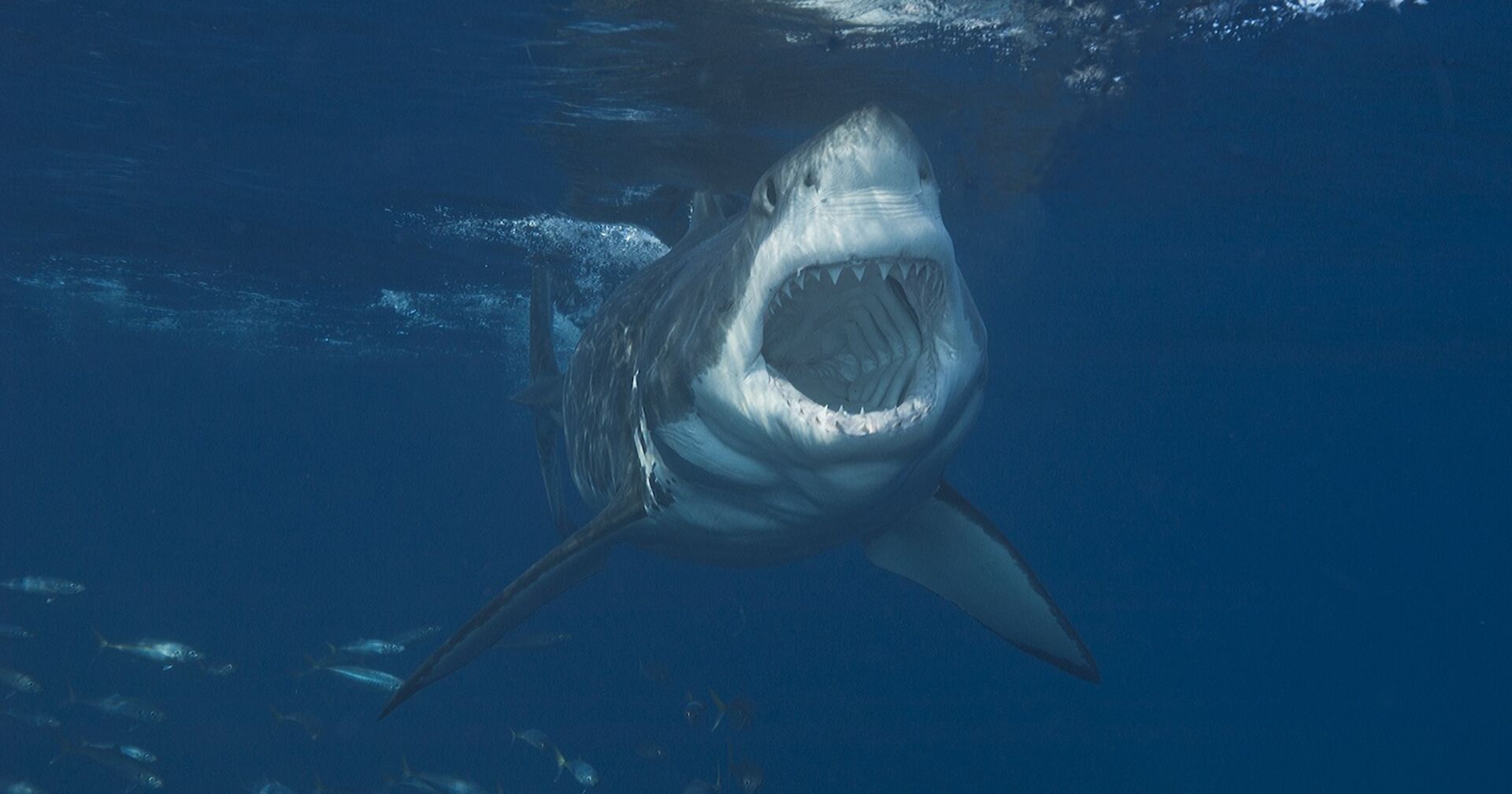Ein Hai reißt sein Maul weit auf.