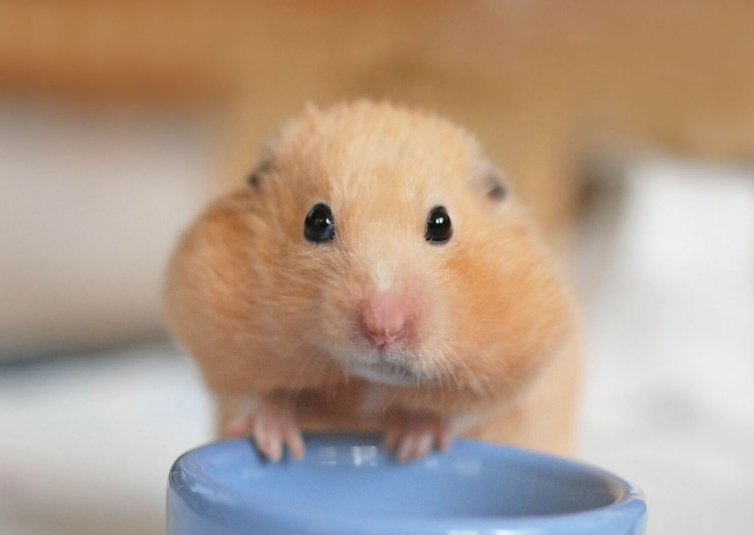 Hamster frisst | Credit: iStock.com/Seattle Roll