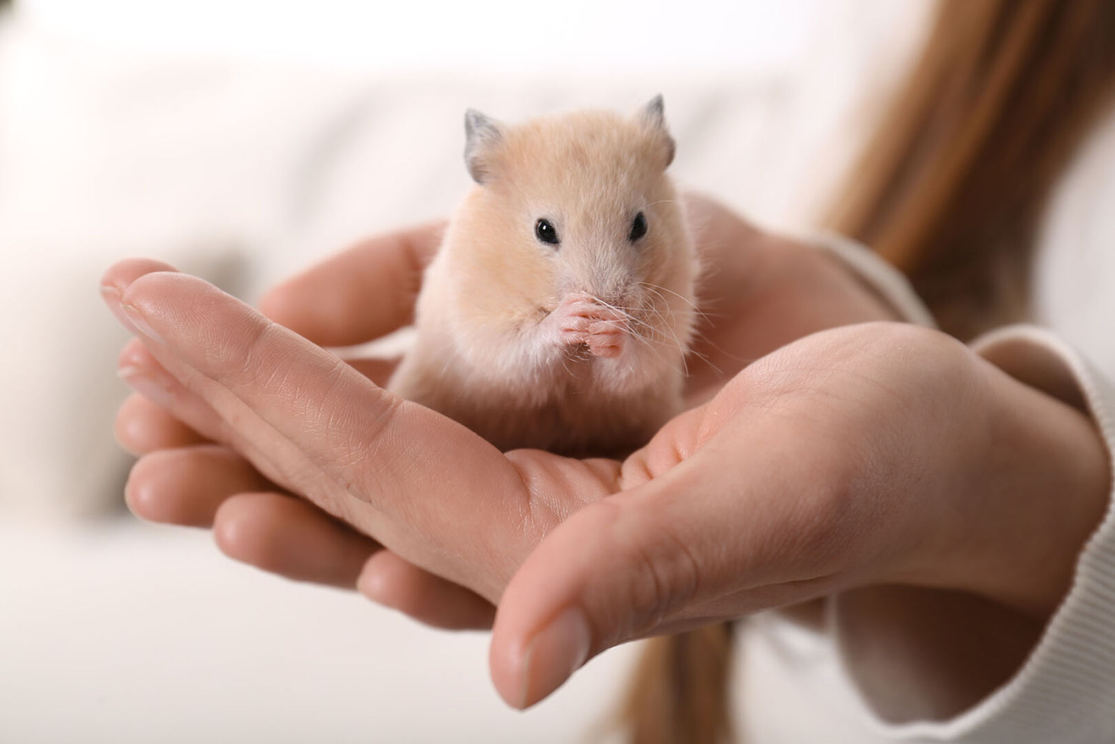 Hamster sitzt auf einer Frauenhand | Credit: iStock.com/Liudmila Chernetska
