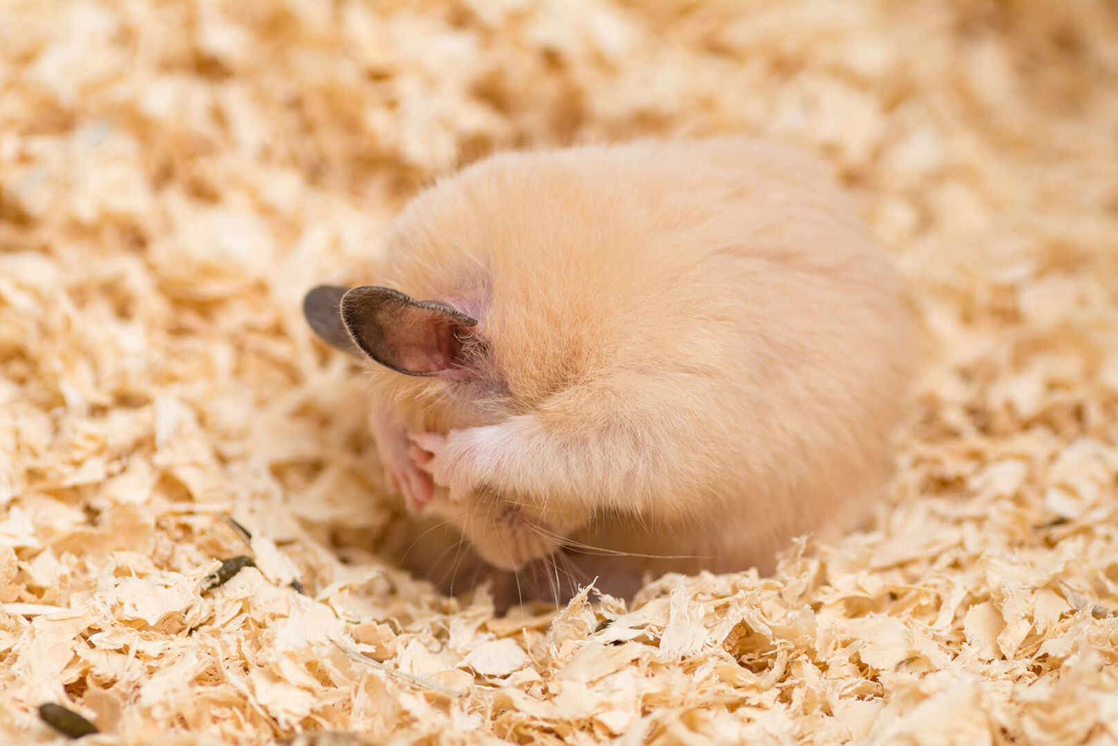 Hamster putzt sich | Credit: iStock.com/mu_mu_