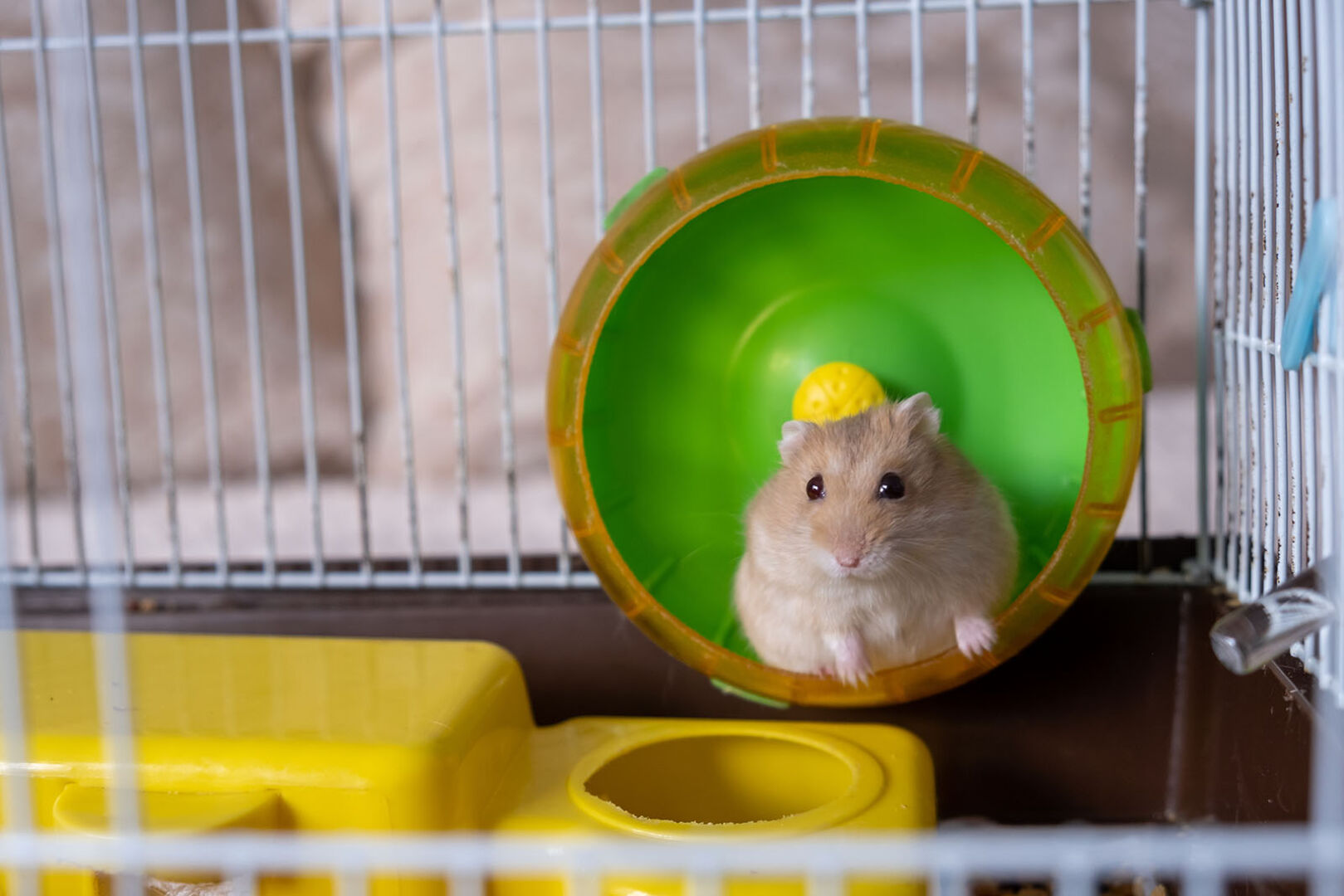 Hamster im Hamsterrad | Credit: iStock.com/ANATOLii SAVITSKii