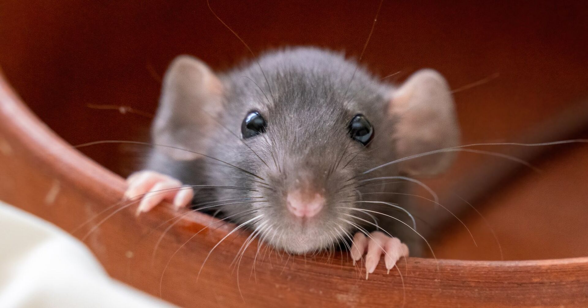 Eine graue Maus guckt aus einem Versteck.