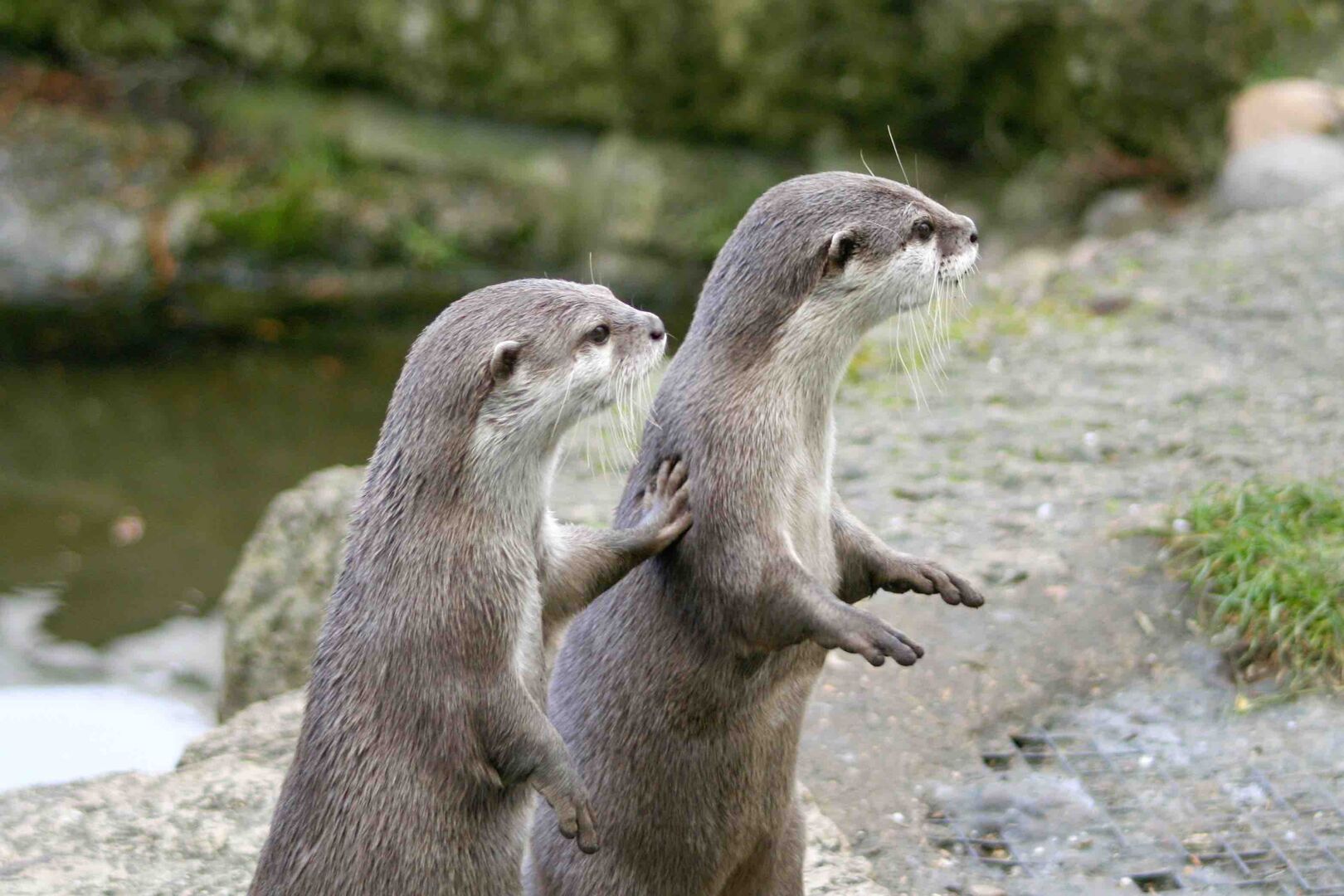 Otter-Paar
