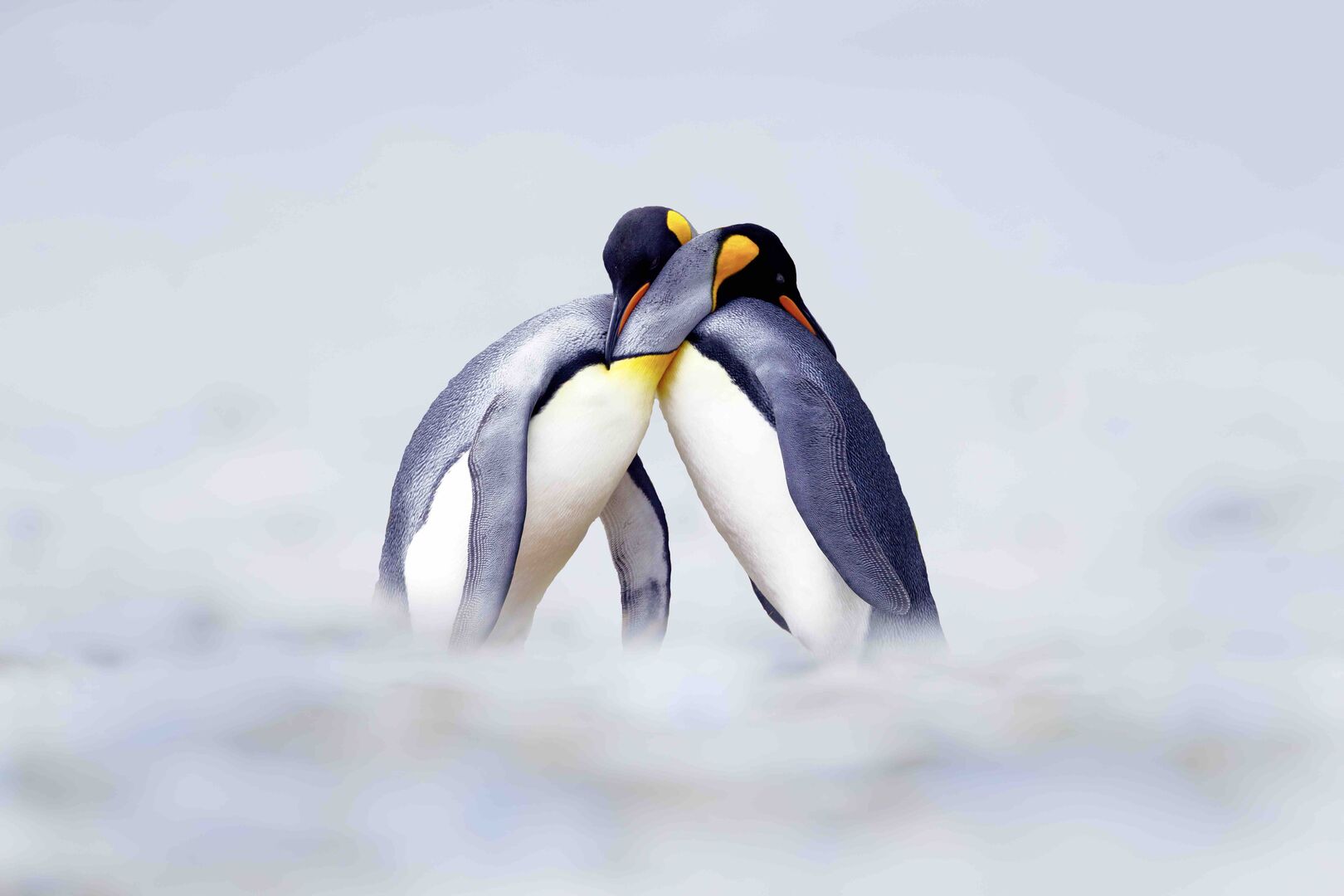 Pinguine umarmen sich