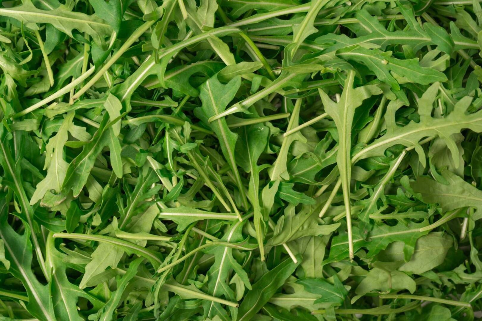 Rucola-Salat