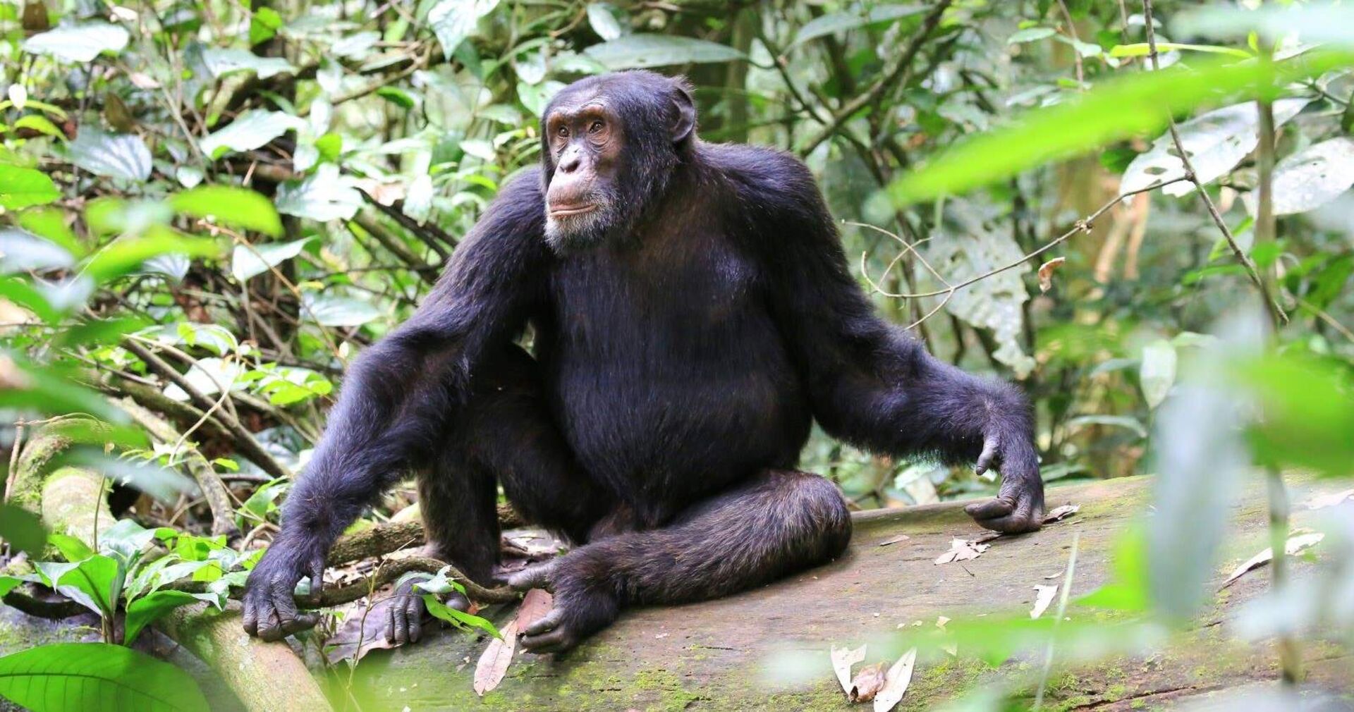 Ein Schimpanse sitzt auf dem Boden im Dschungel.