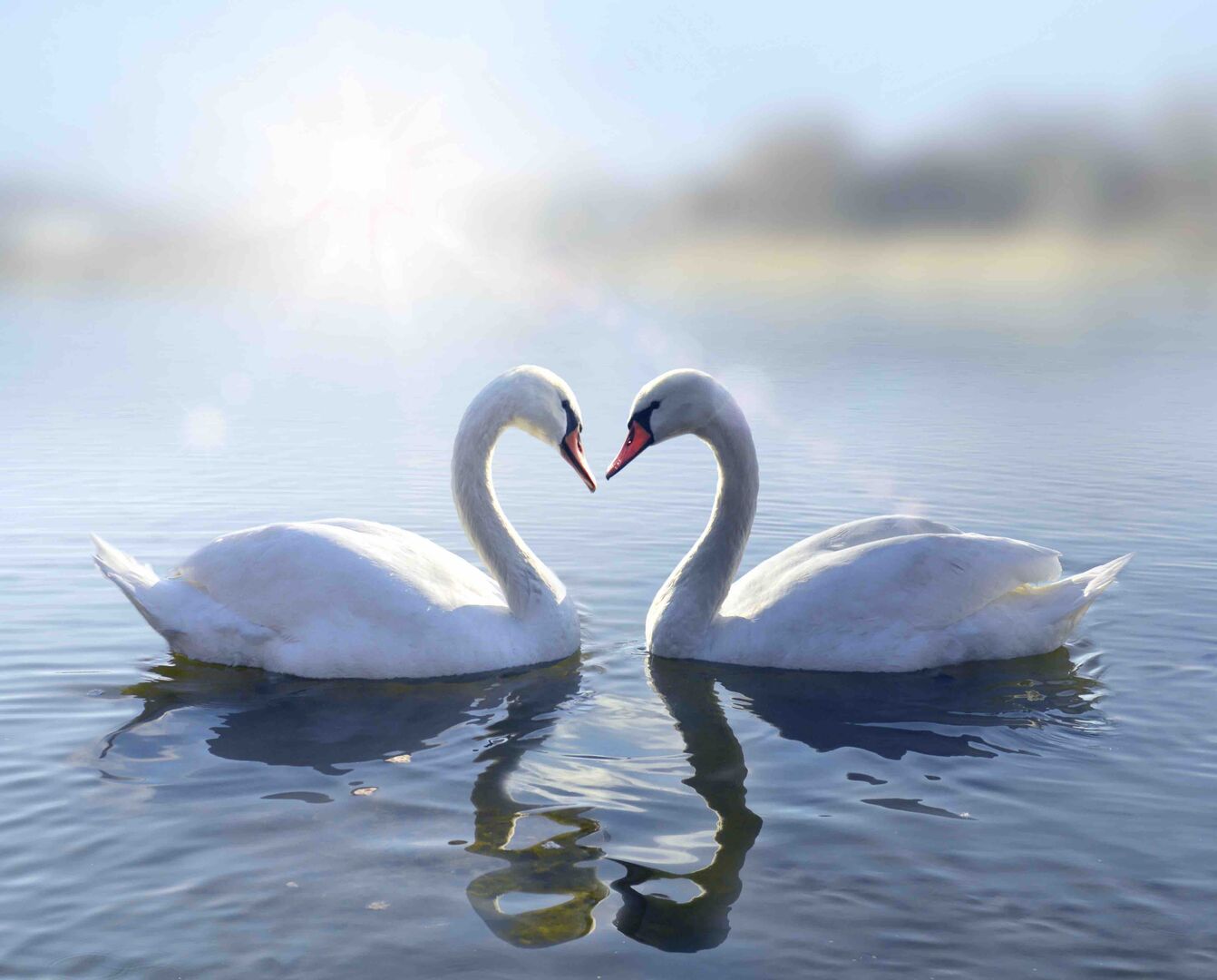 Schwanenpaar am See