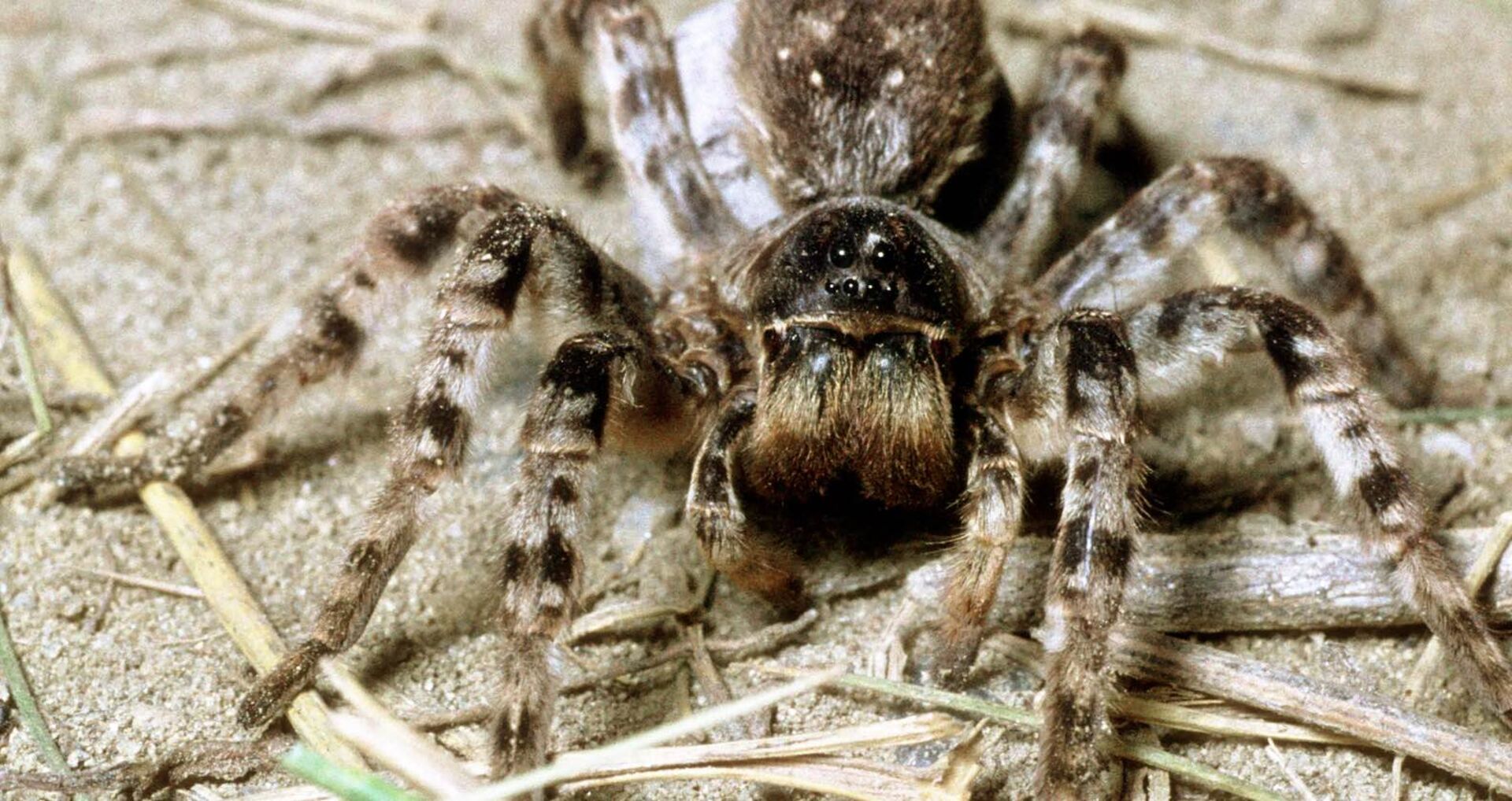 Südrussische Tarantel auf sandigem Untergrund.