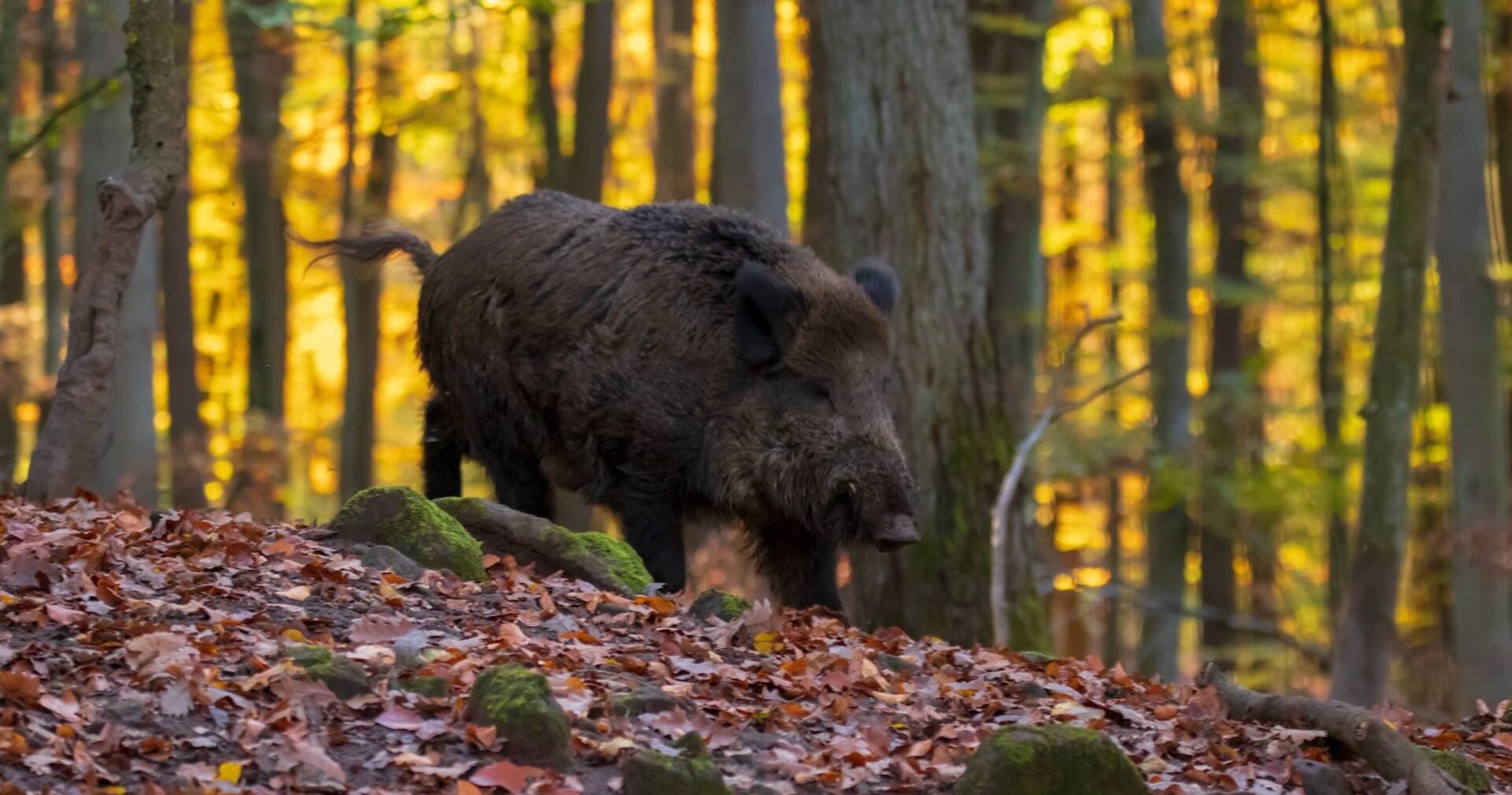 Ein Wildschwein in einem herbstlichen Wald.