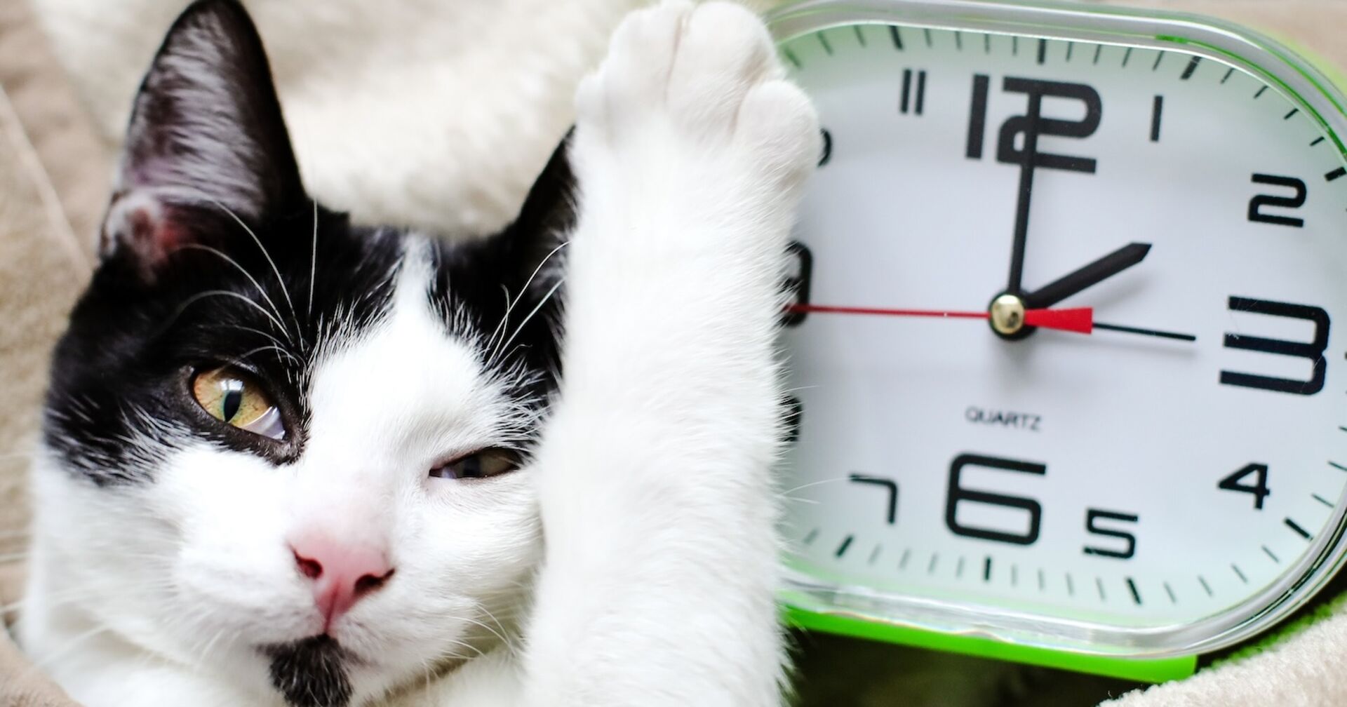 Porträt einer Katze neben einem Wecker