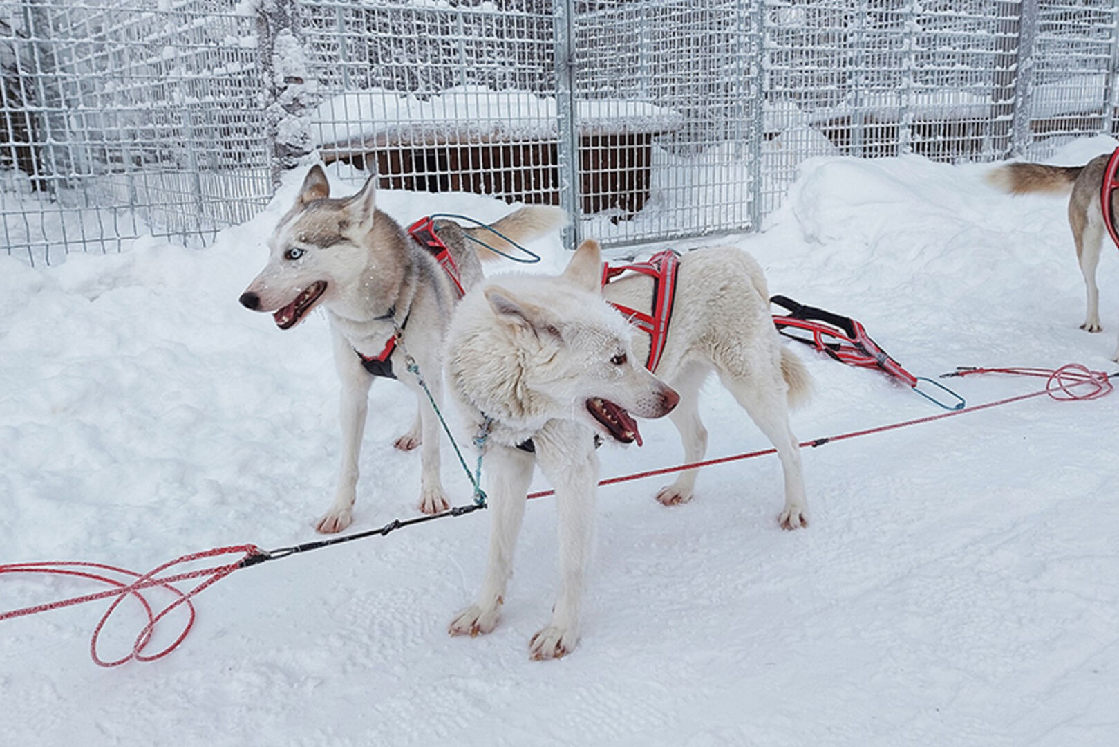 Husky-Schlittenfahrt. Diese uralte Art des Reisens, als Team mit den Hunden auf Schnee und Eis wird für viele ein unvergessliches Highlight sein.