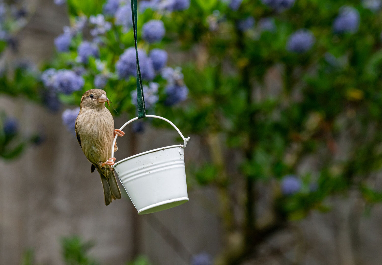 Vogel sitzt auf Futterstelle | Credit: iStock.com/Andi Edwards